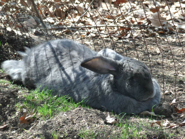 Domestic Rabbit