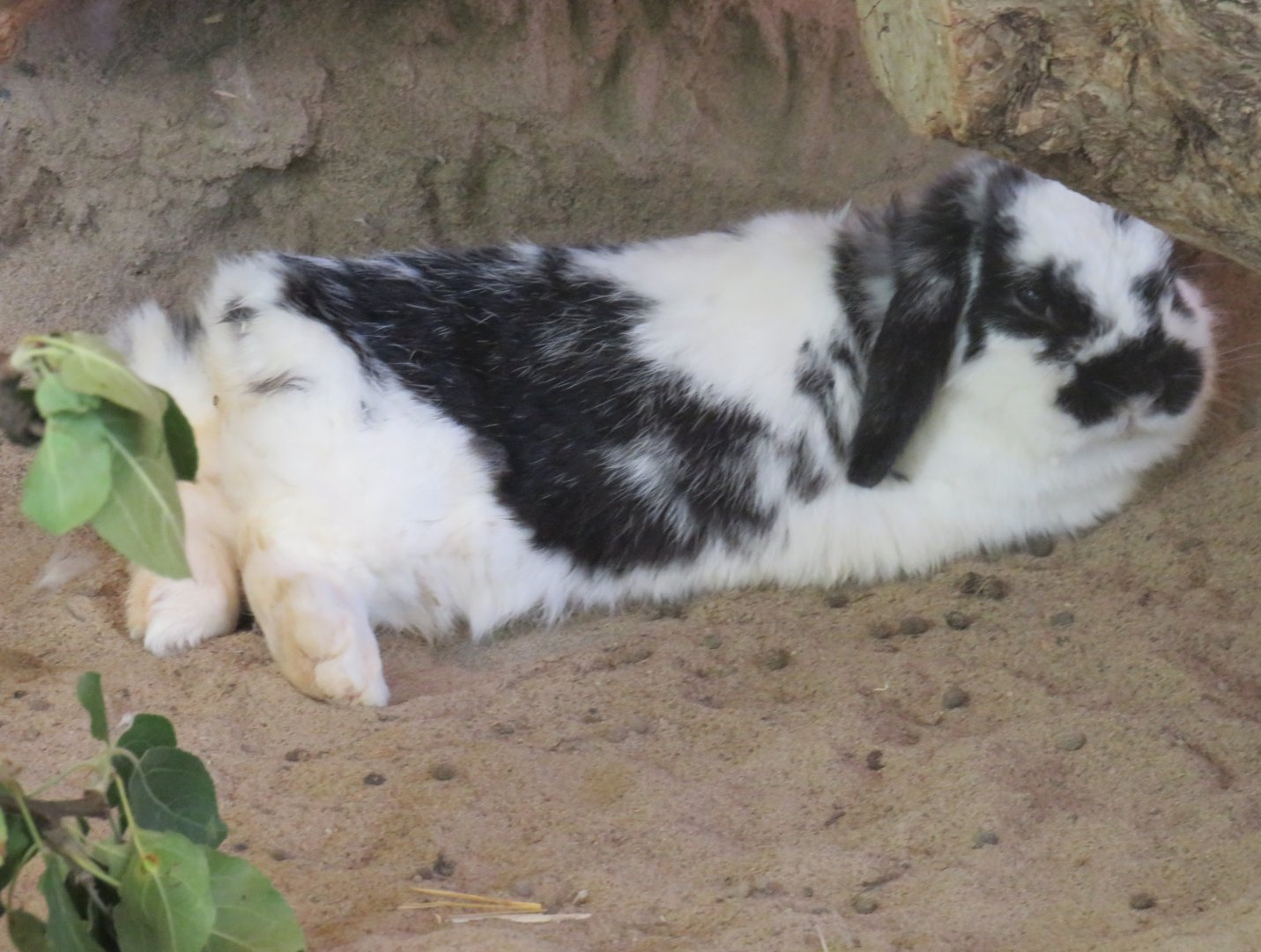 Domestic rabbit