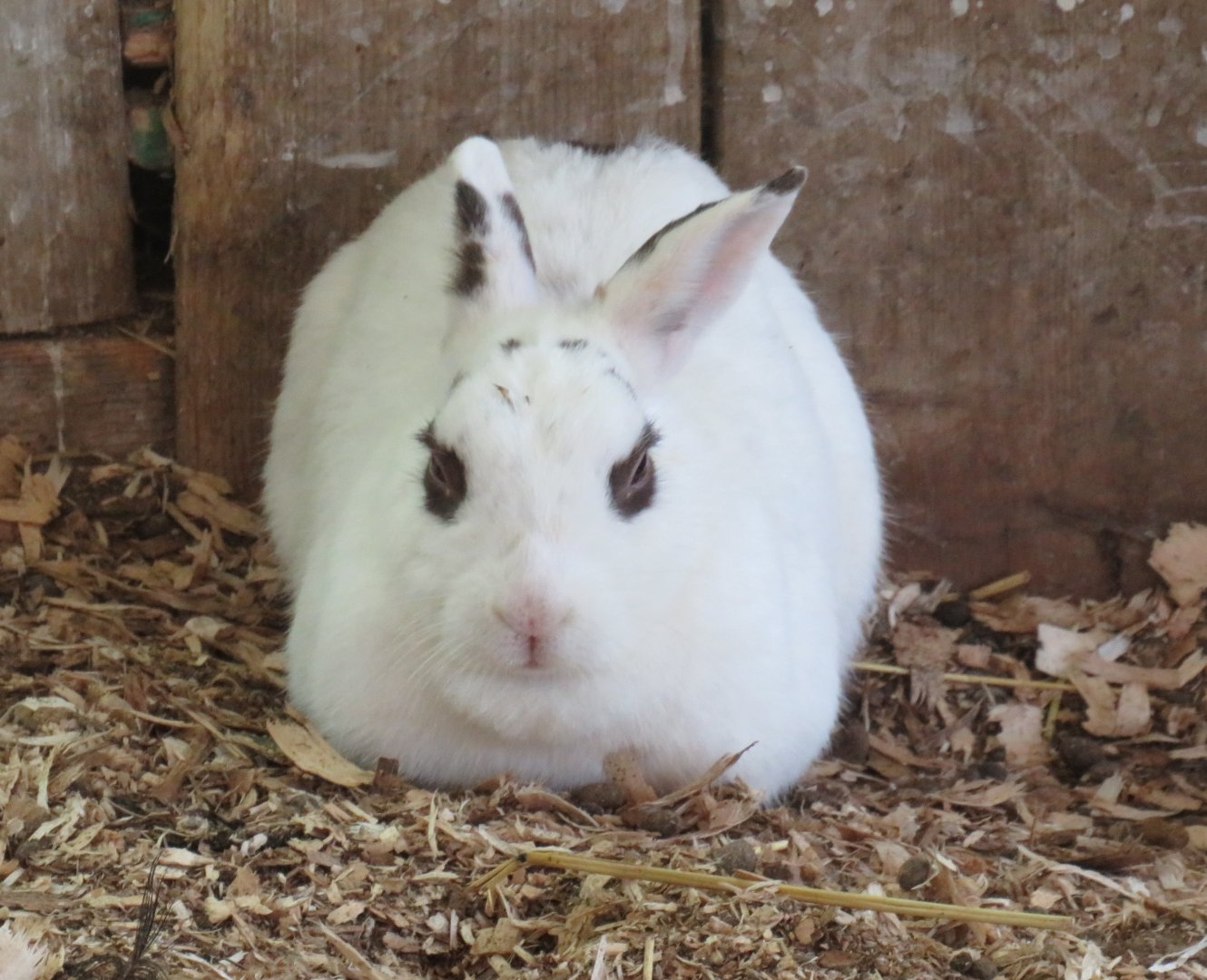 Domestic rabbit