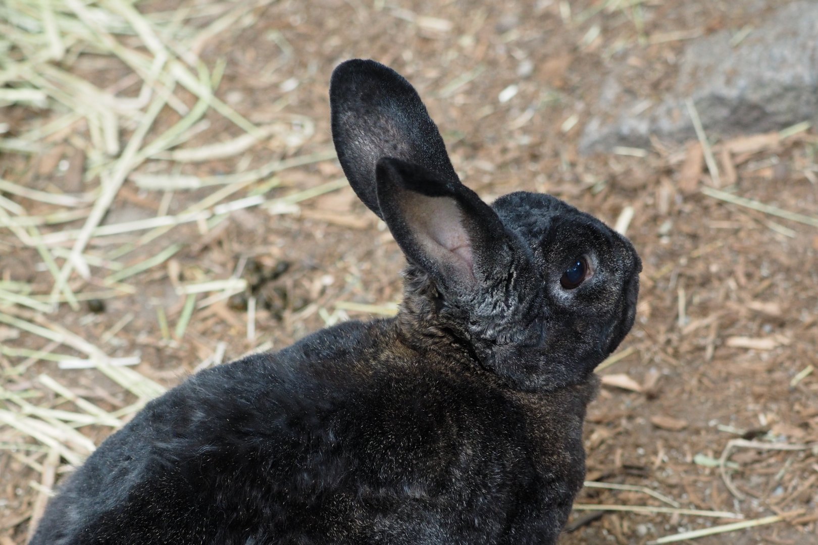 Domestic rabbit
