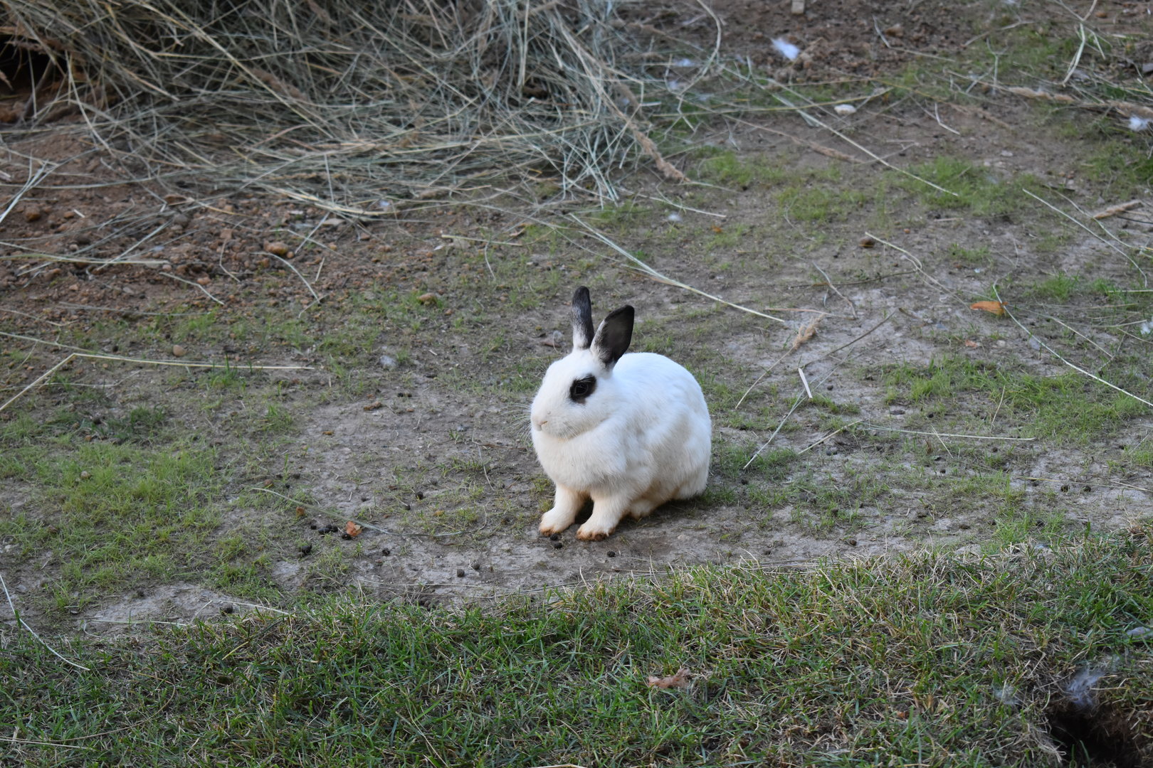 Domestic rabbit