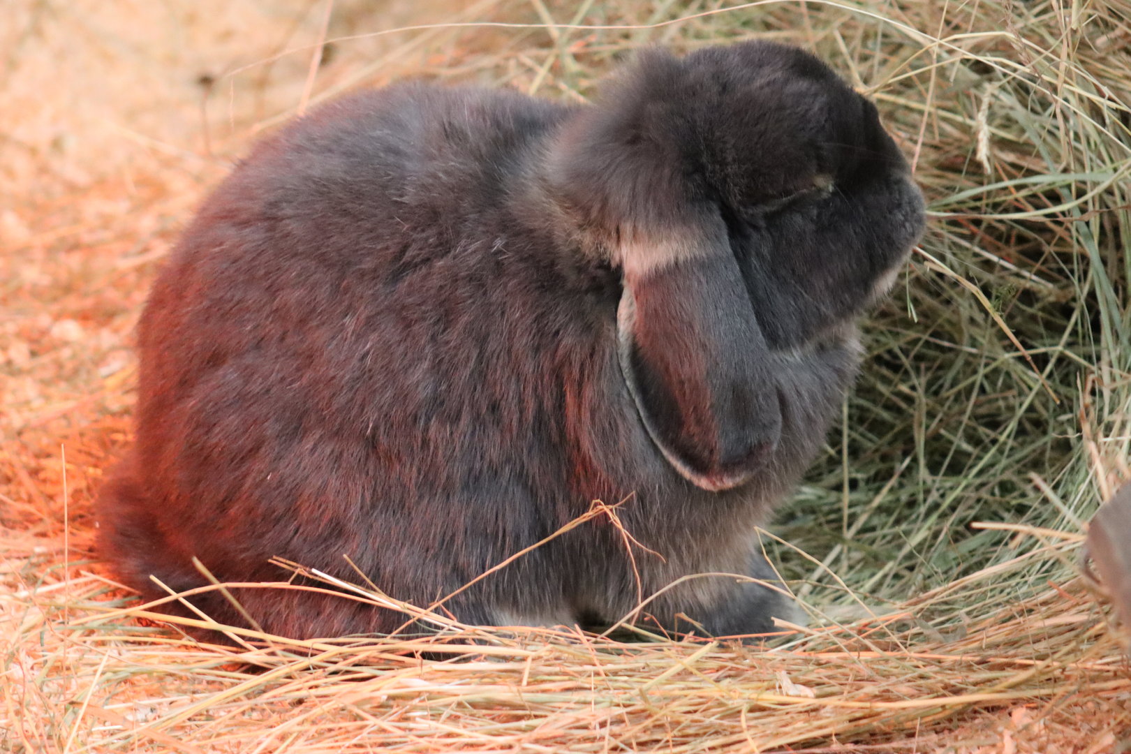 Domestic Rabbit