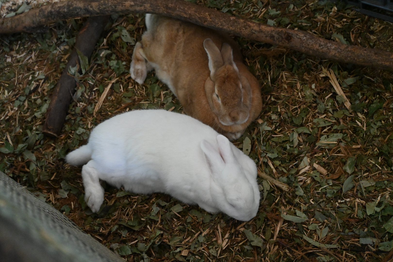 Domestic Rabbit