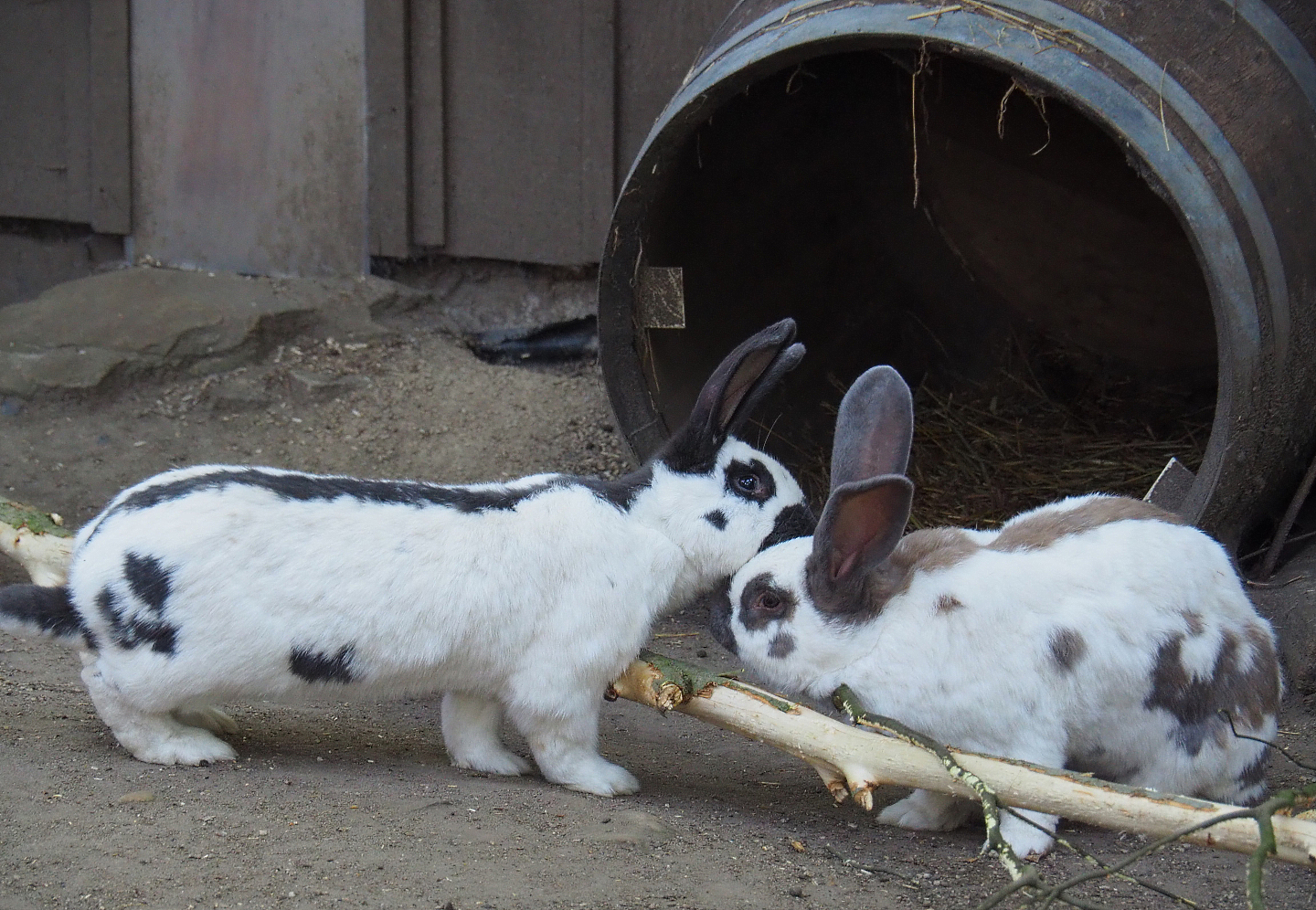 Domestic rabbits (Oryctolagus cuniculus), 2019-07-23