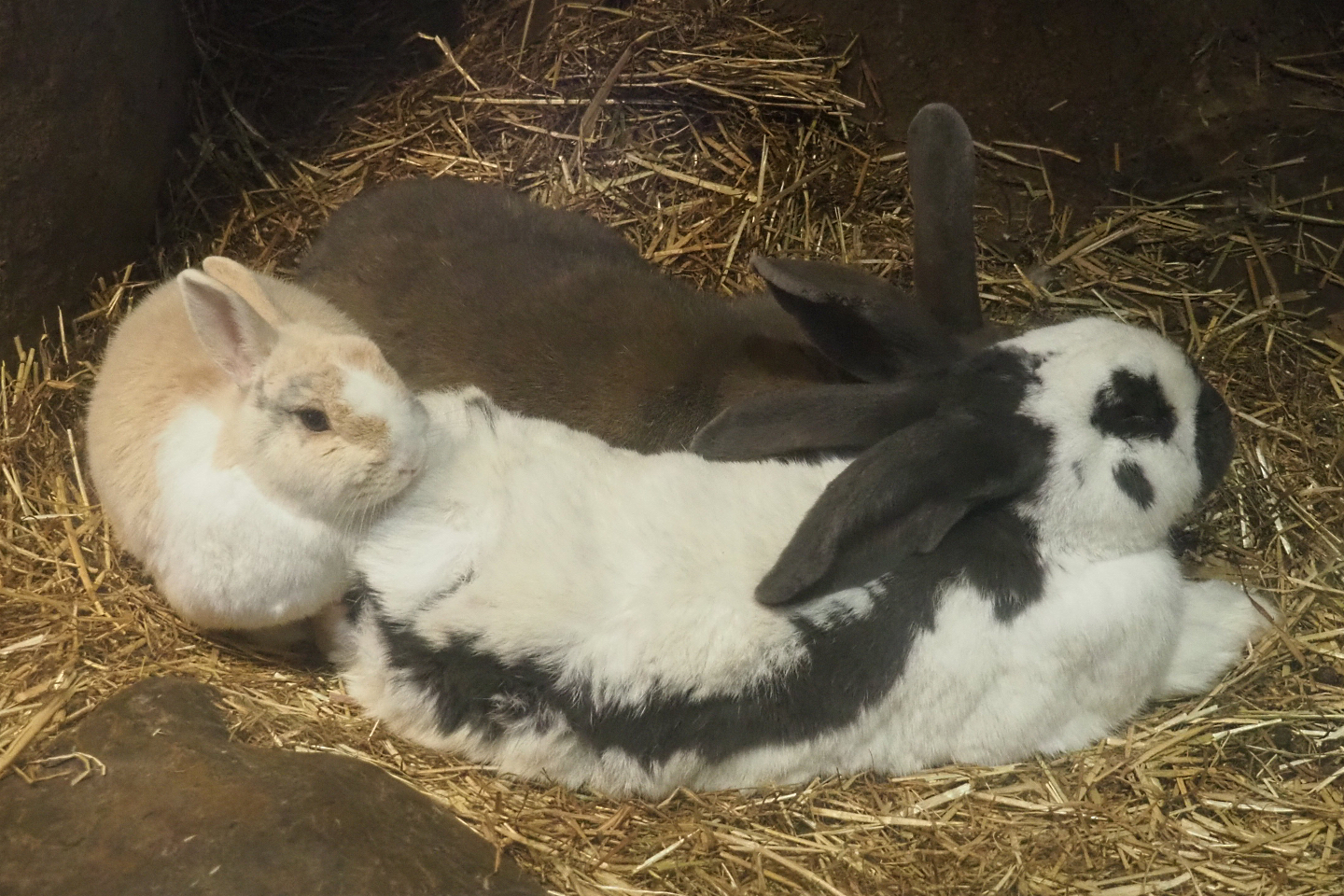 Domestic rabbits (Oryctolagus cuniculus), 2021-02-14