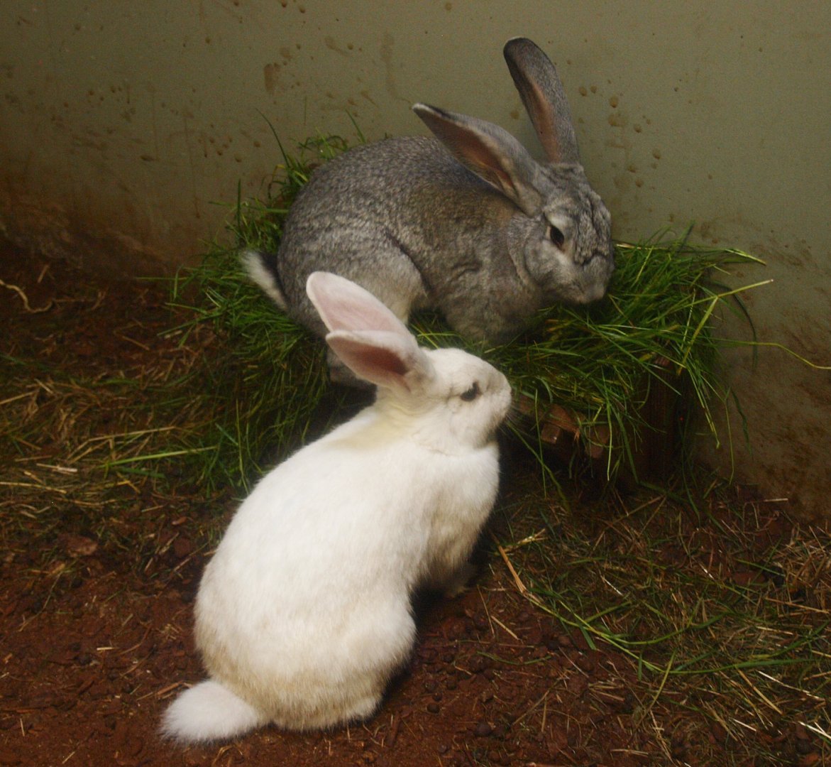 Domestic rabbits (Oryctolagus cuniculus domesticus), 2015-07-19
