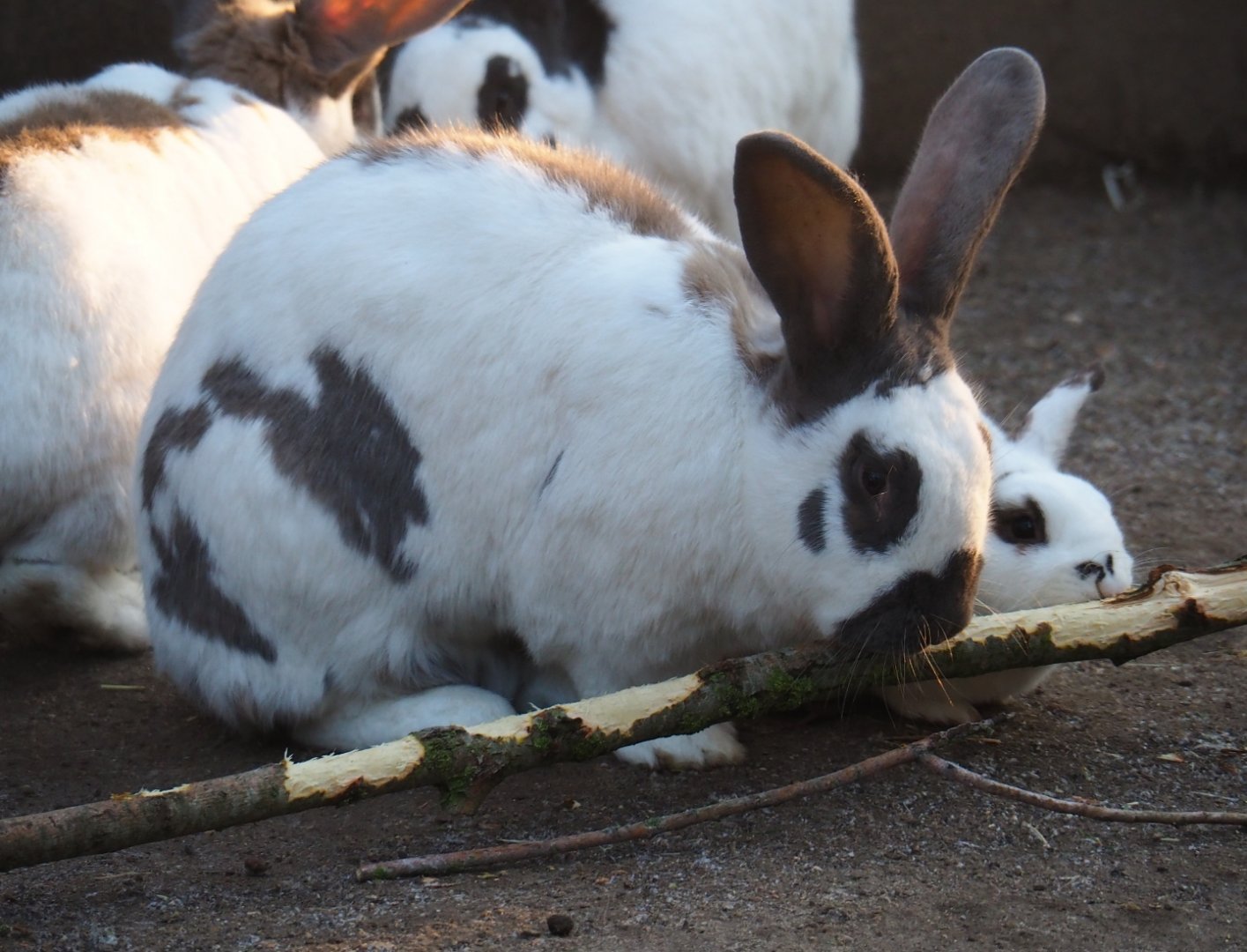 Domestic rabbits (Oryctolagus cuniculus domesticus), Jan 20th, 2019