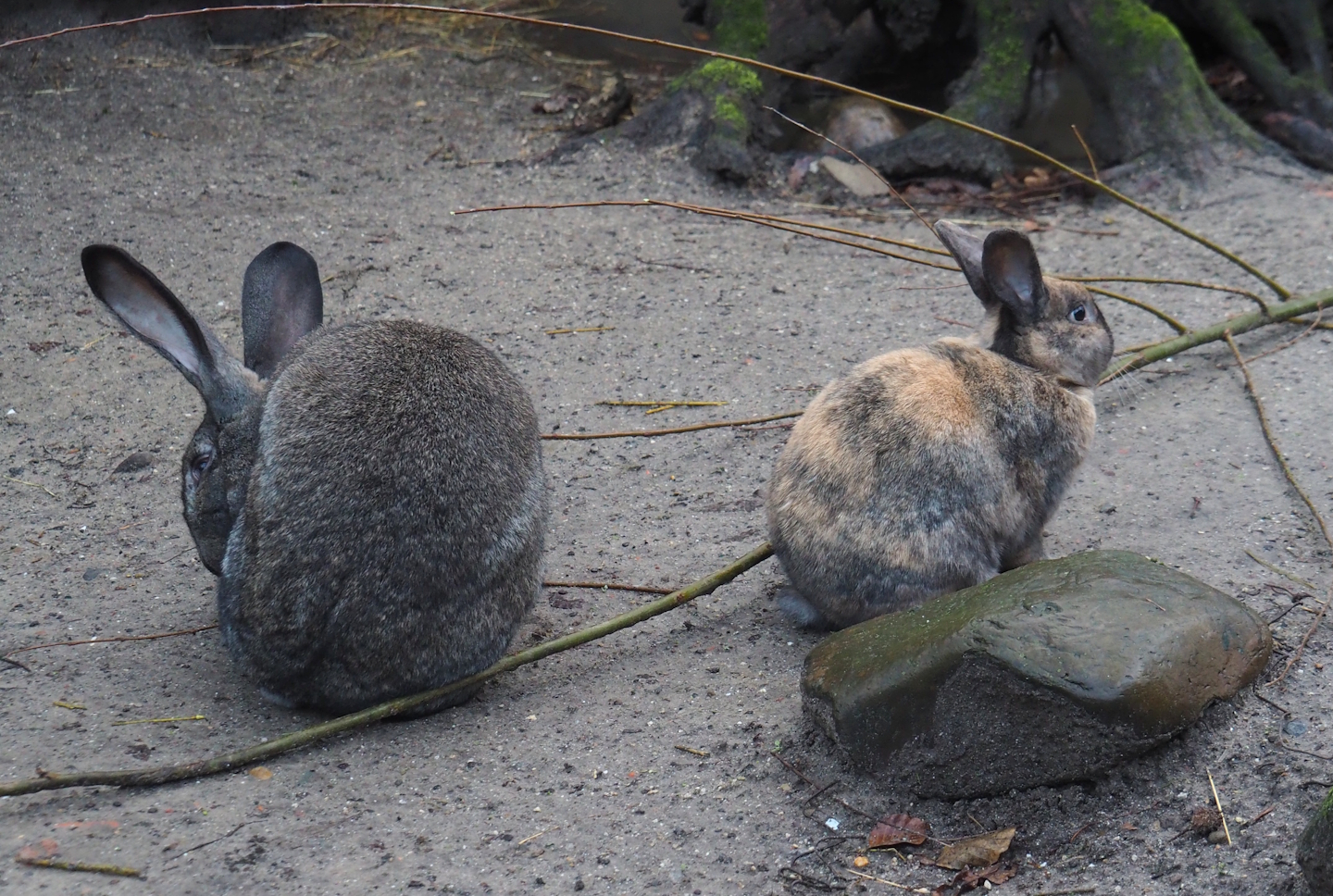 Domestic rabbits (Oryctoolagus cuniculus domesticus), 2024-01-01