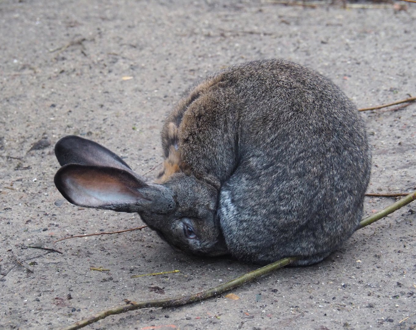 Domestic rabbits (Oryctoolagus cuniculus domesticus), 2024-01-01