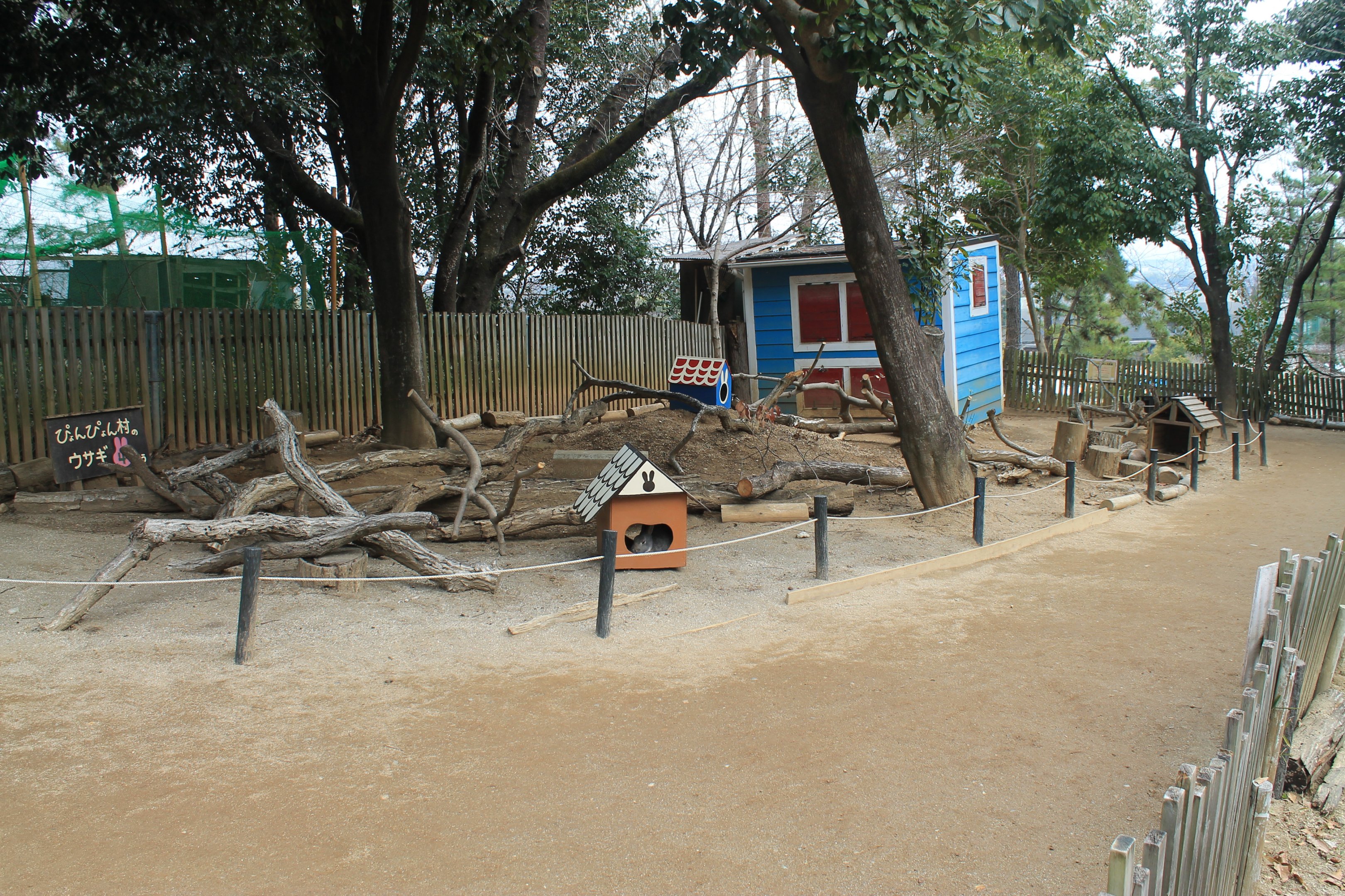Domestic rabbits - Saitama Childrens Zoo