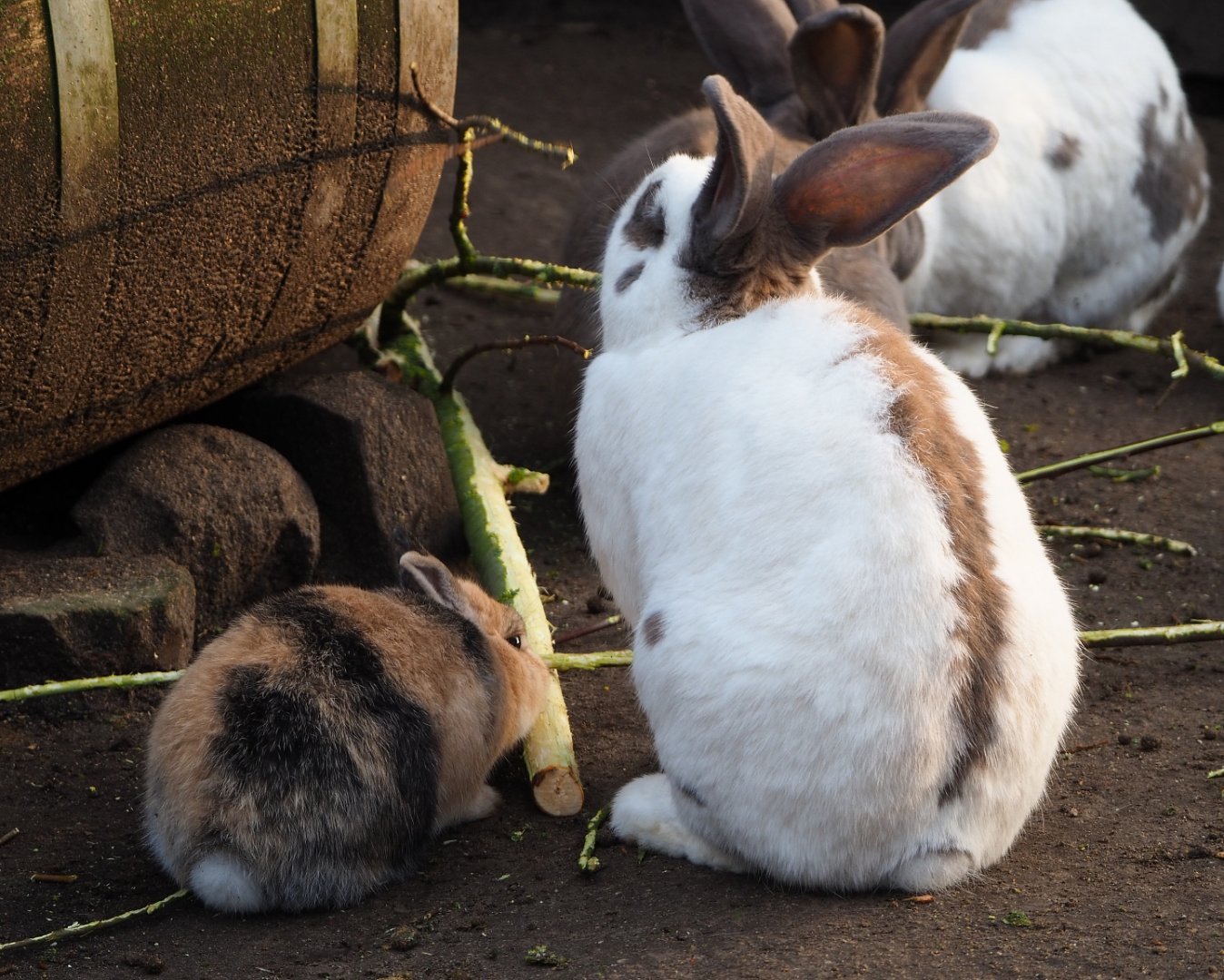 Domestic rabbits, small and large (Oryctolagus cuniculus), 2019-12-28