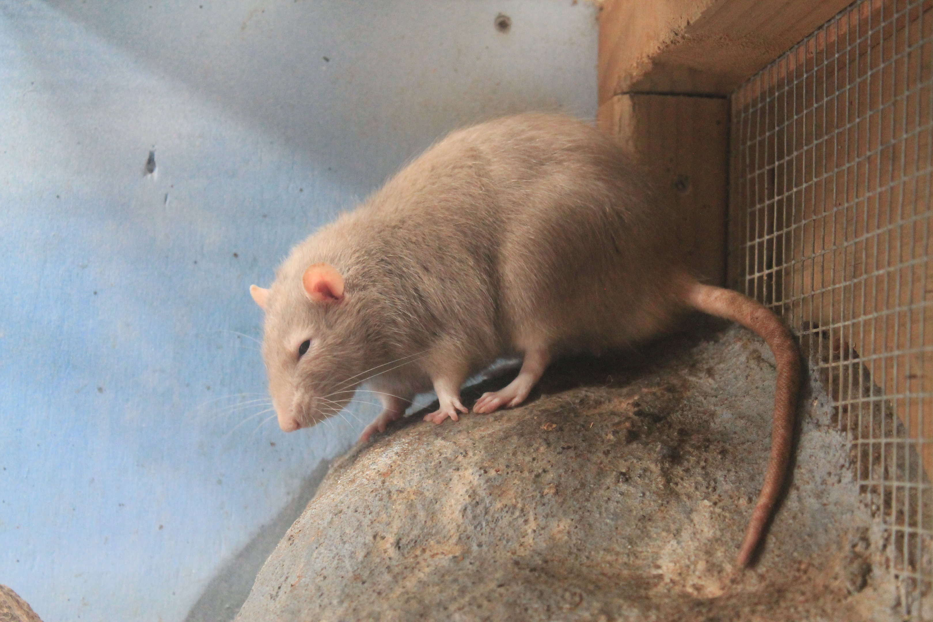 Domestic Rat - Buttermilk Farm