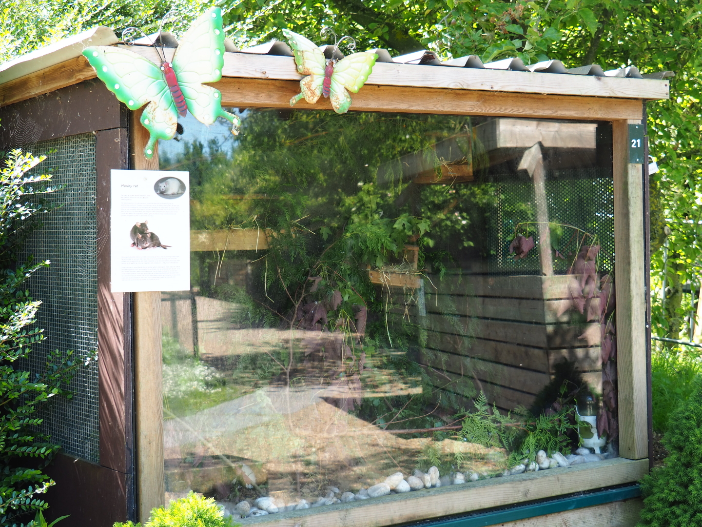 Domestic rat exhibit, 2019-06-01