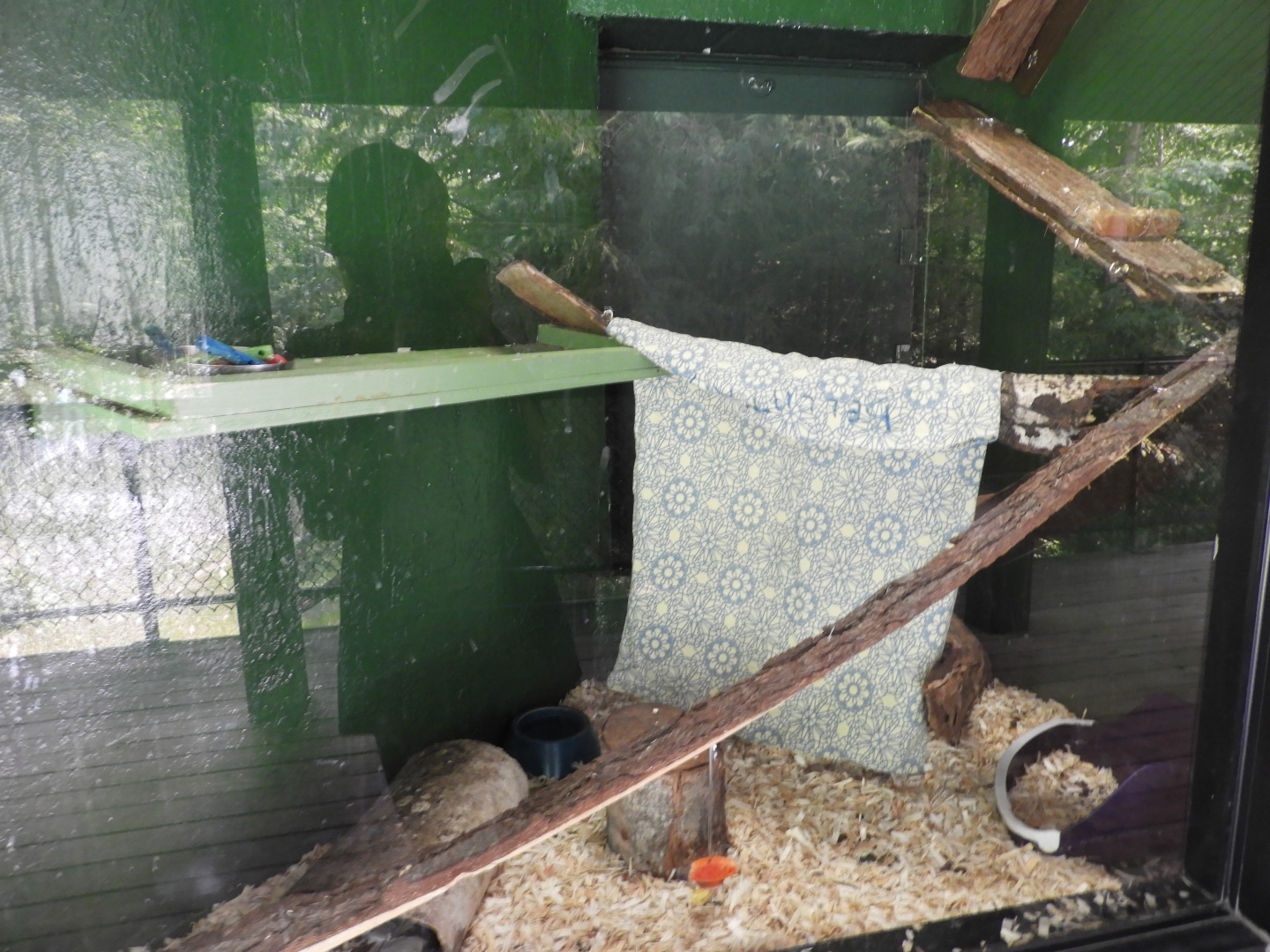 Domestic Rat exhibit (New in 2018) - Riley Building - NEW Zoo