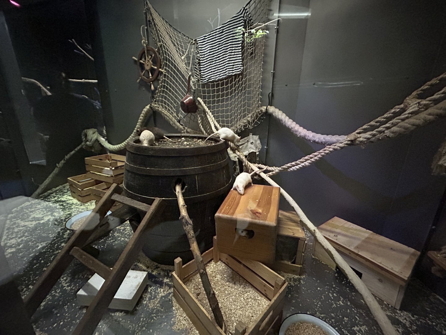 Domestic Rat Exhibit - Rat House