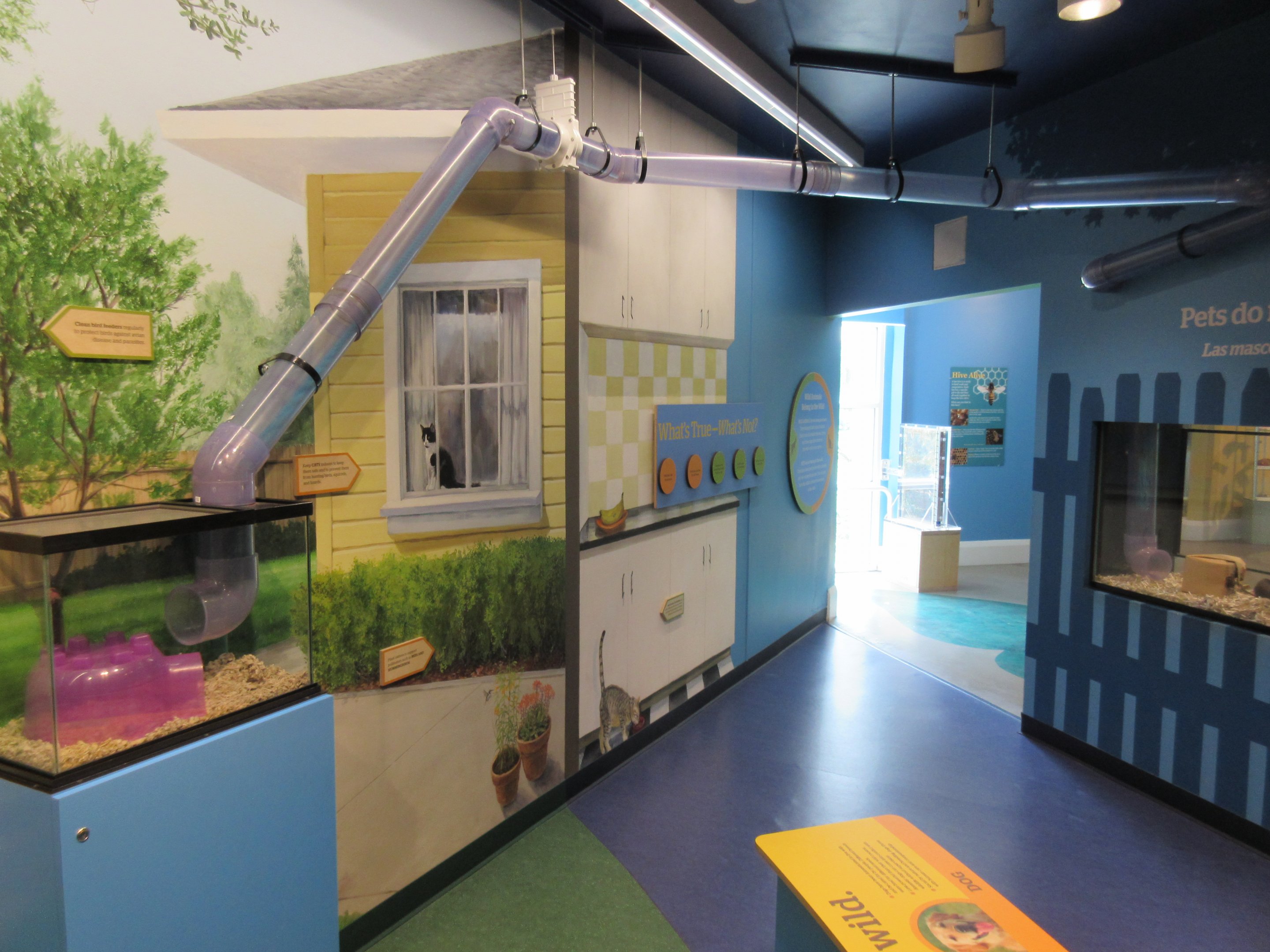 Domestic Rat Exhibit (with overhead tubes)