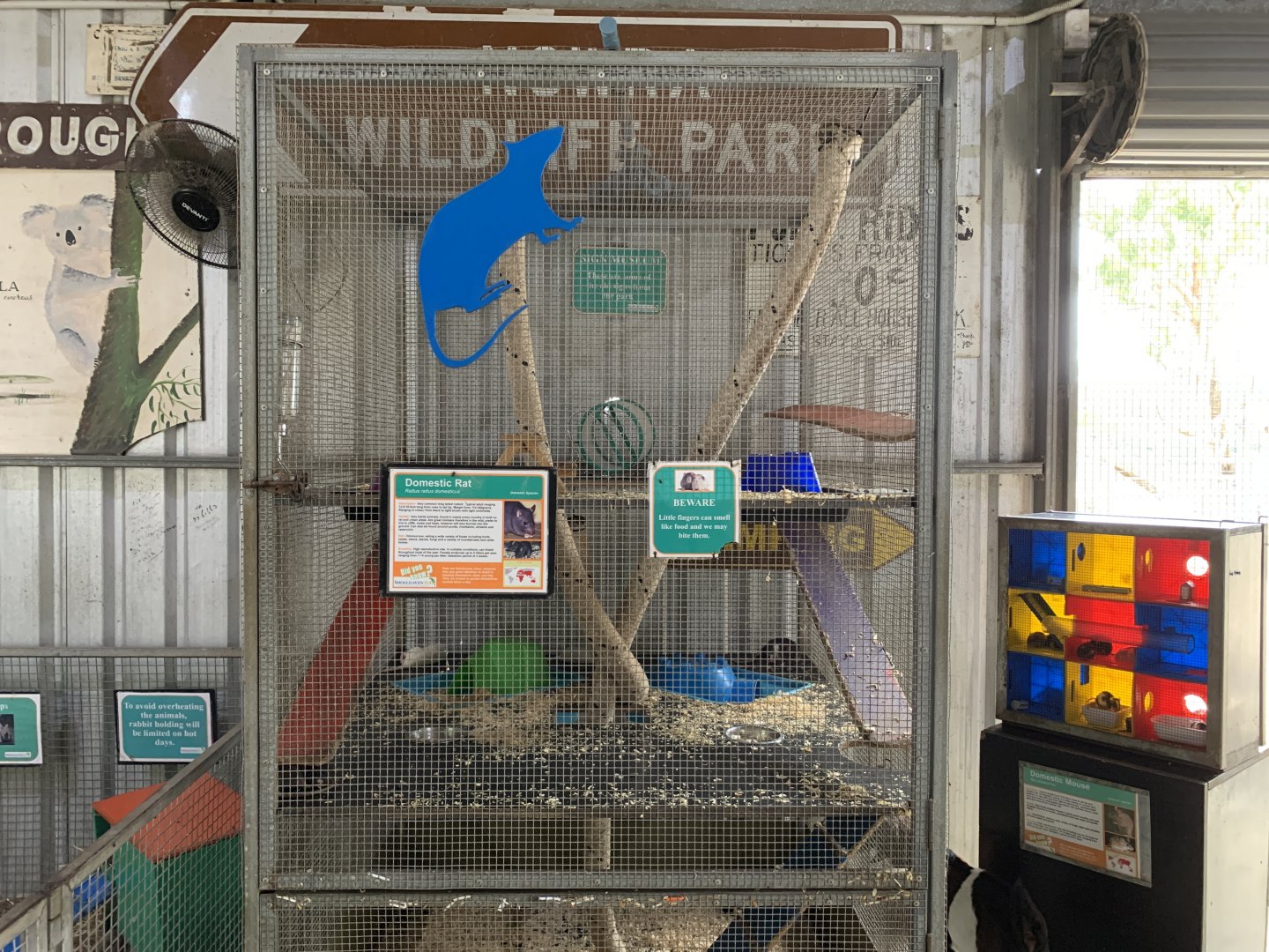 Domestic Rat Exhibit