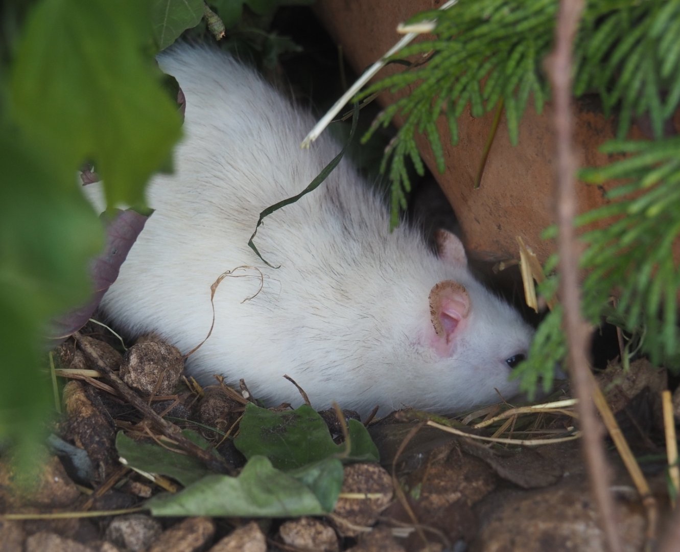 Domestic rat (Rattus norvegicus domestica), 2019-06-01