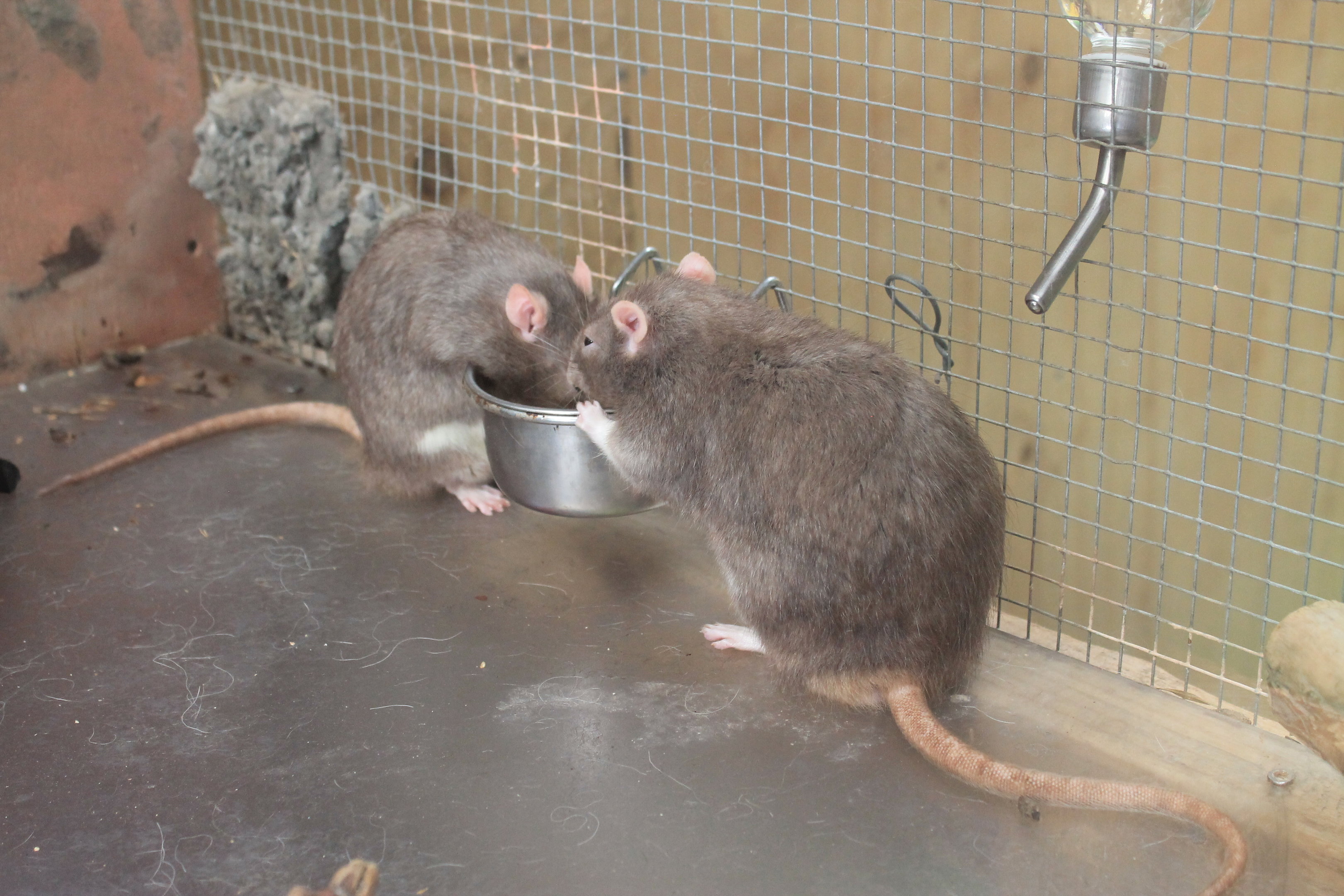 Domestic Rats - Buttermilk Farm