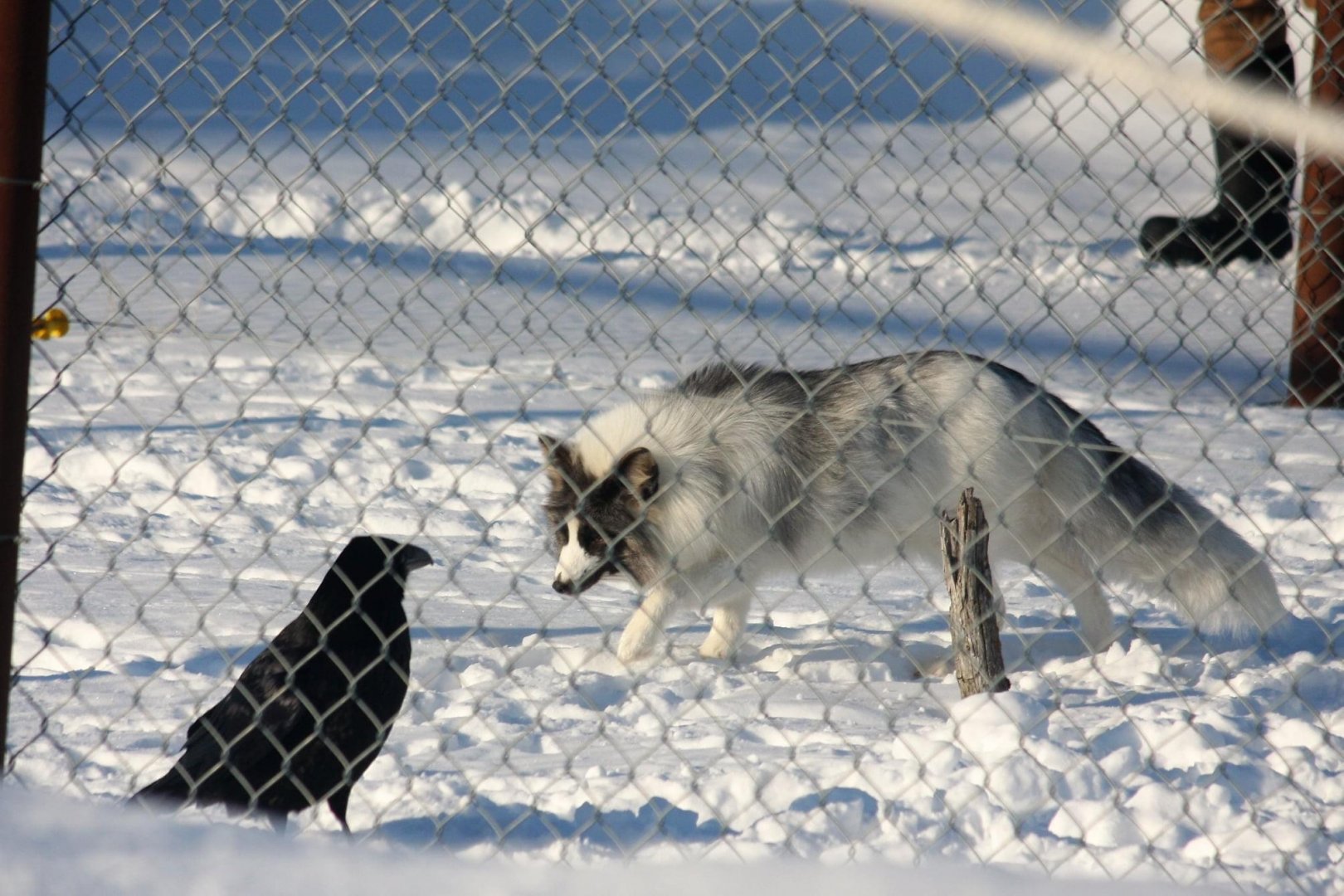 Domestic Red Fox and Common Raven