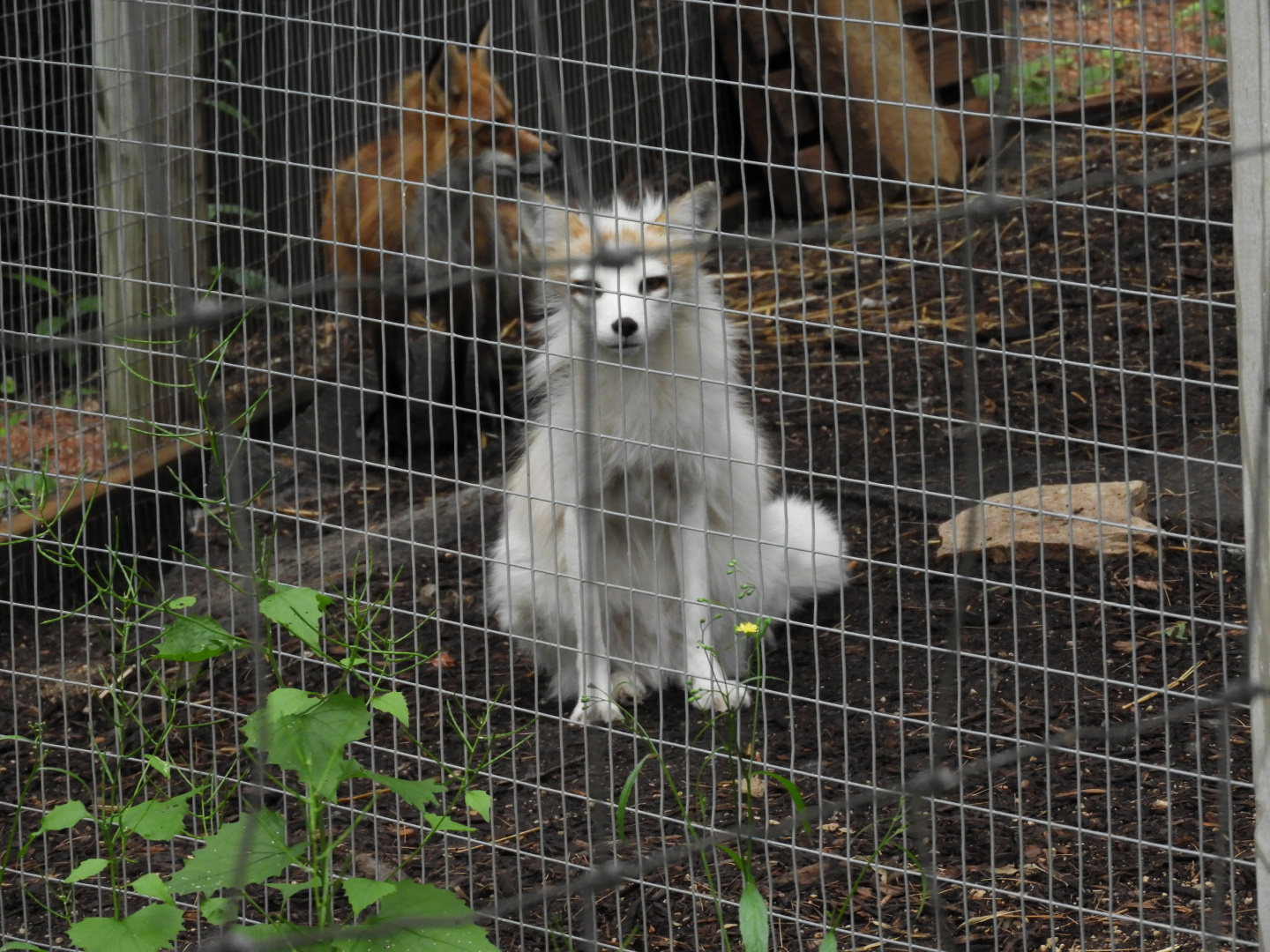Domestic Red Fox (Vulpes vulpes)