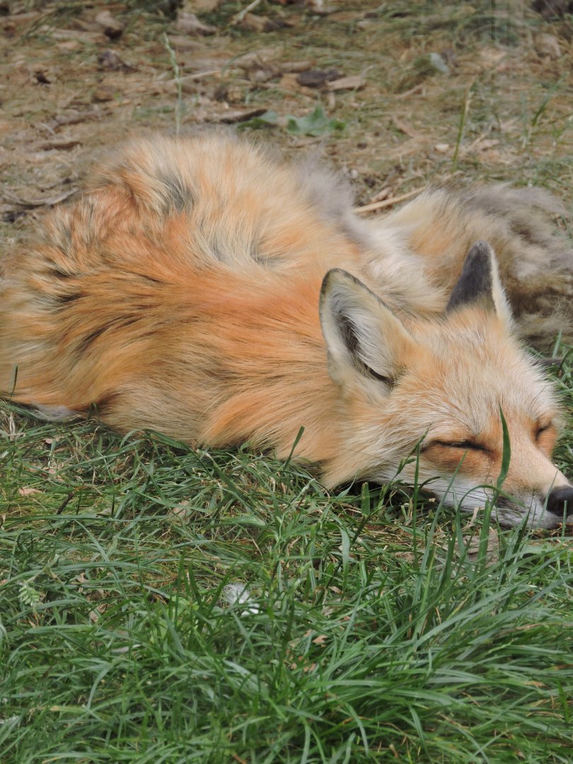 Domestic Red Fox