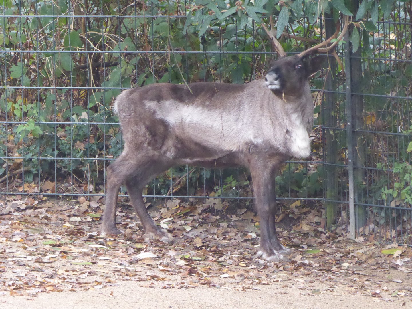 Domestic reindeer 021219