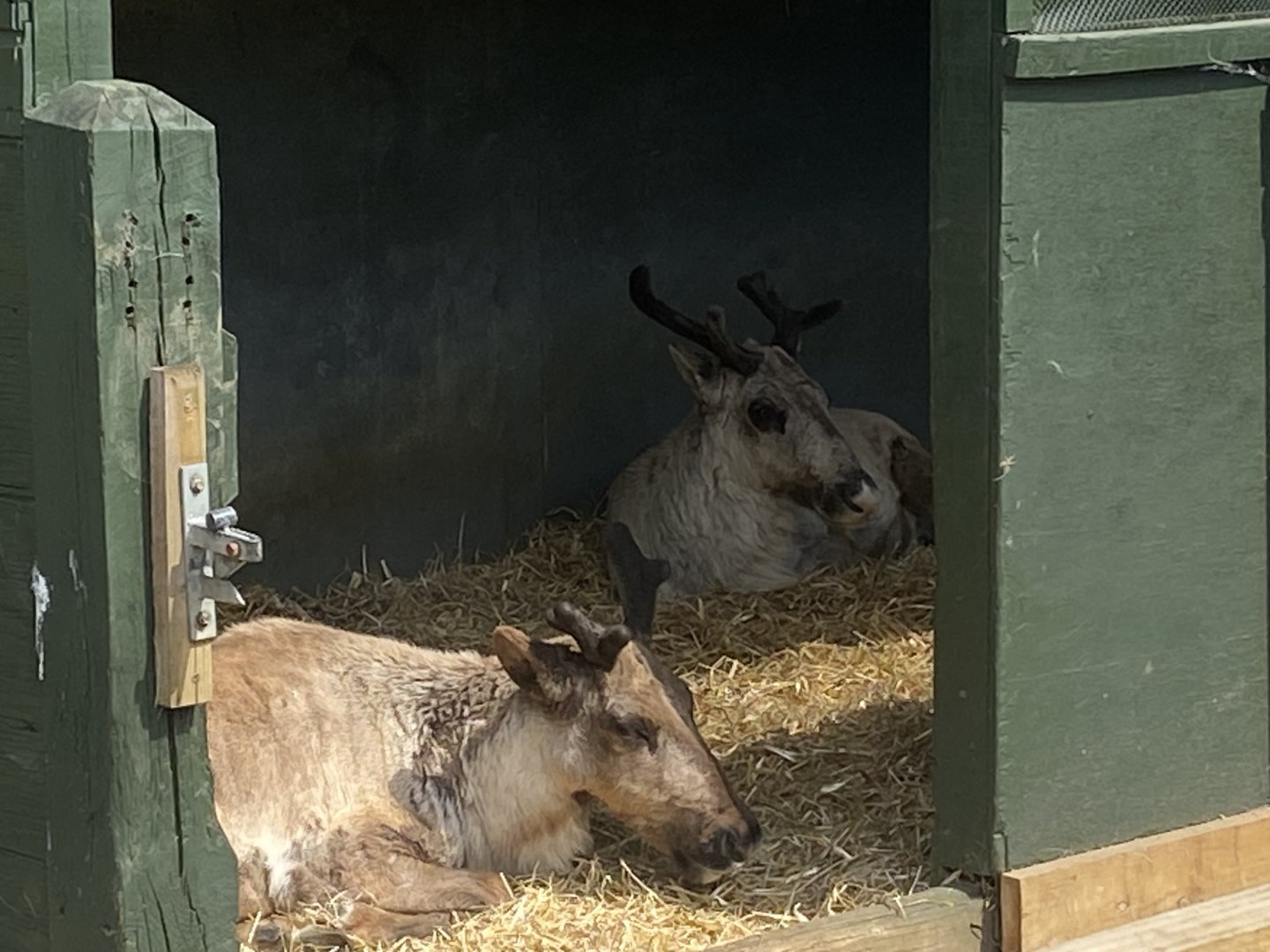 Domestic reindeer 090525