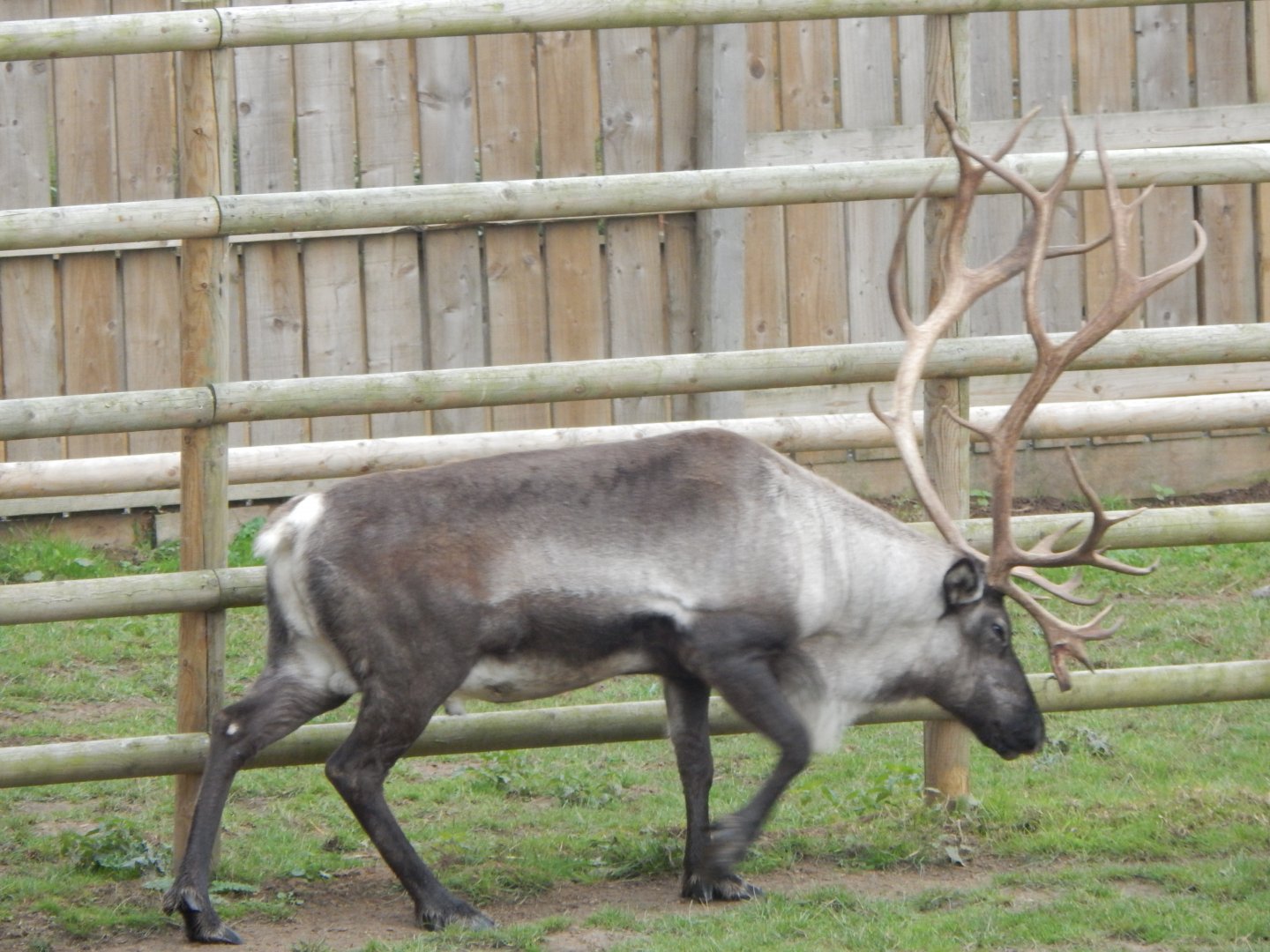 Domestic reindeer 130925