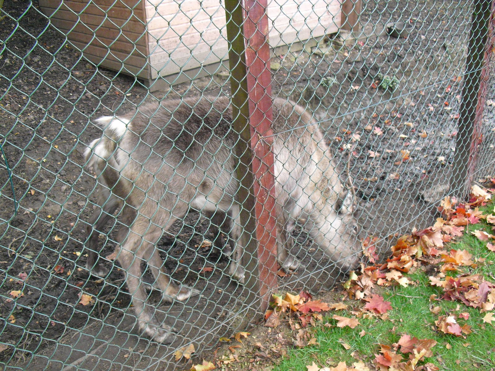 Domestic Reindeer - 16/10/2011