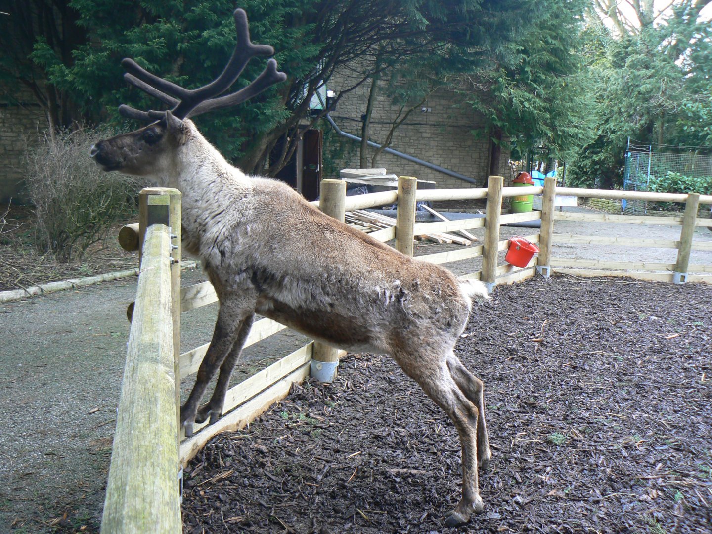 Domestic Reindeer  - 21 March 2018