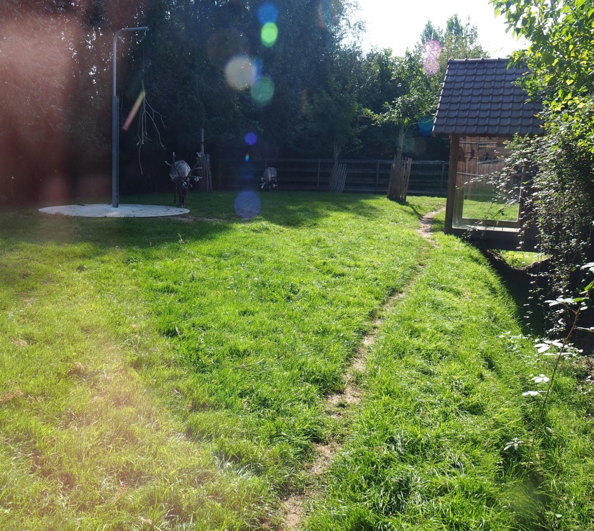 Domestic reindeer and Sandhill crane exhibit, 2020-09-12