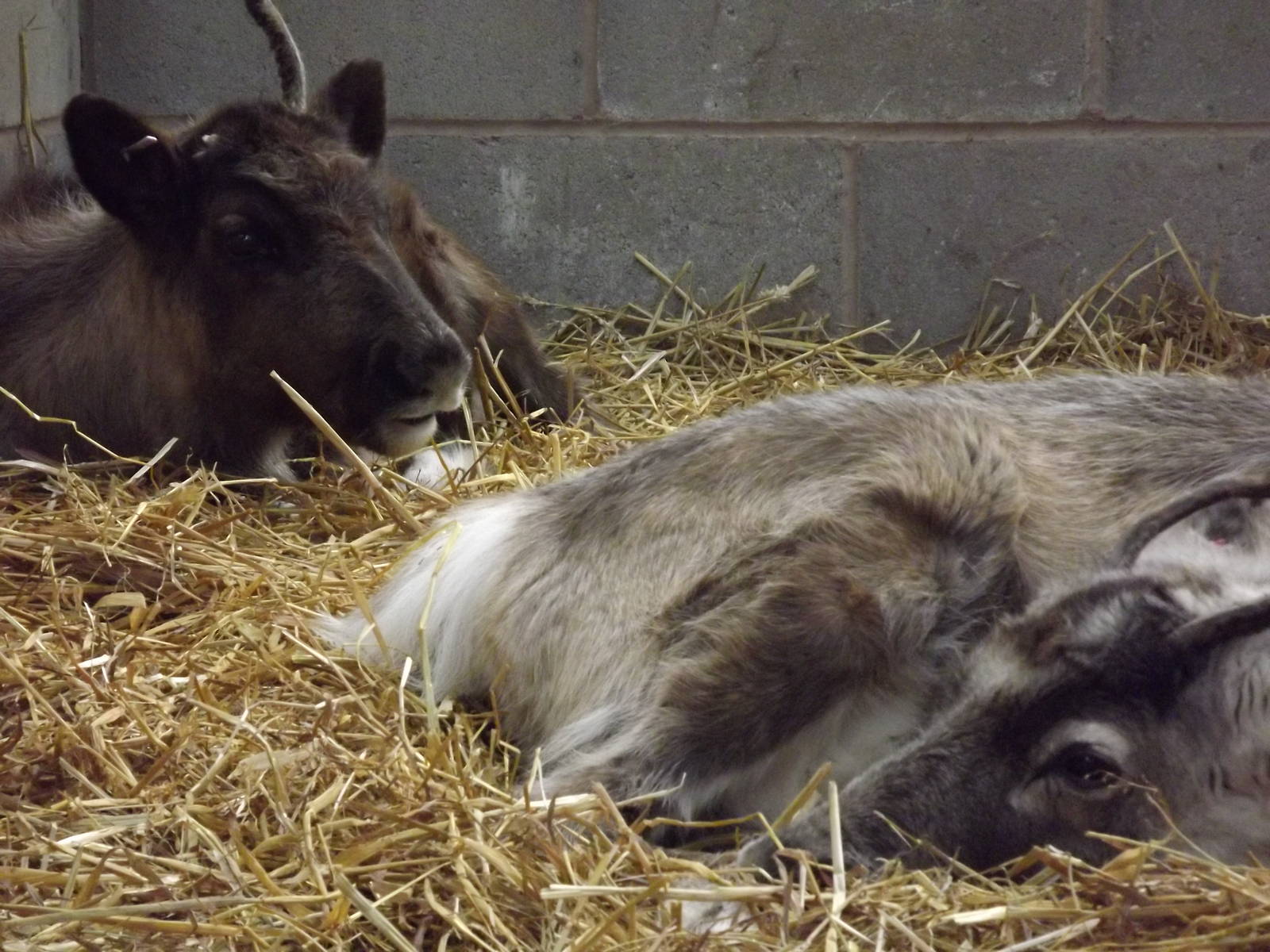 Domestic reindeer at Blackpool Zoo 15/01/12