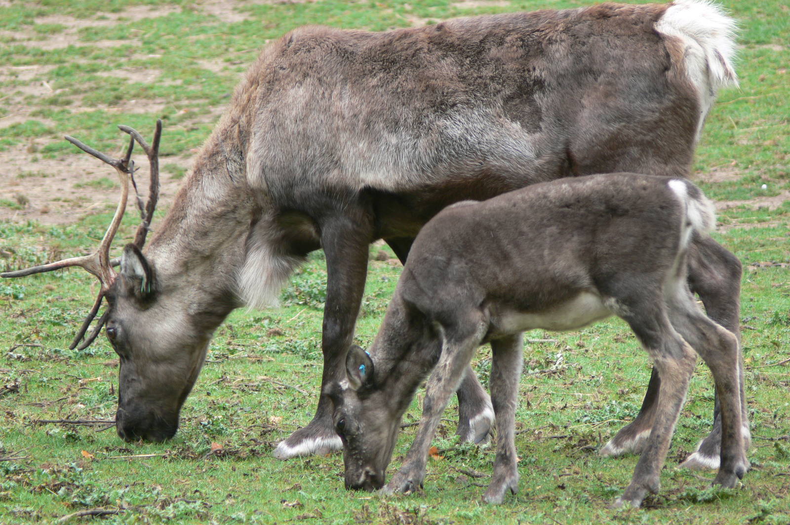 Domestic Reindeer at Blackpool Zoo, 27/09/14