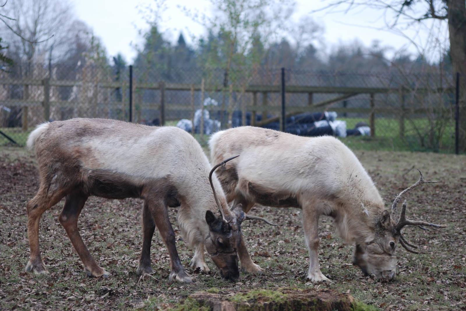Domestic Reindeer at Cotswold WP, 05/03/11