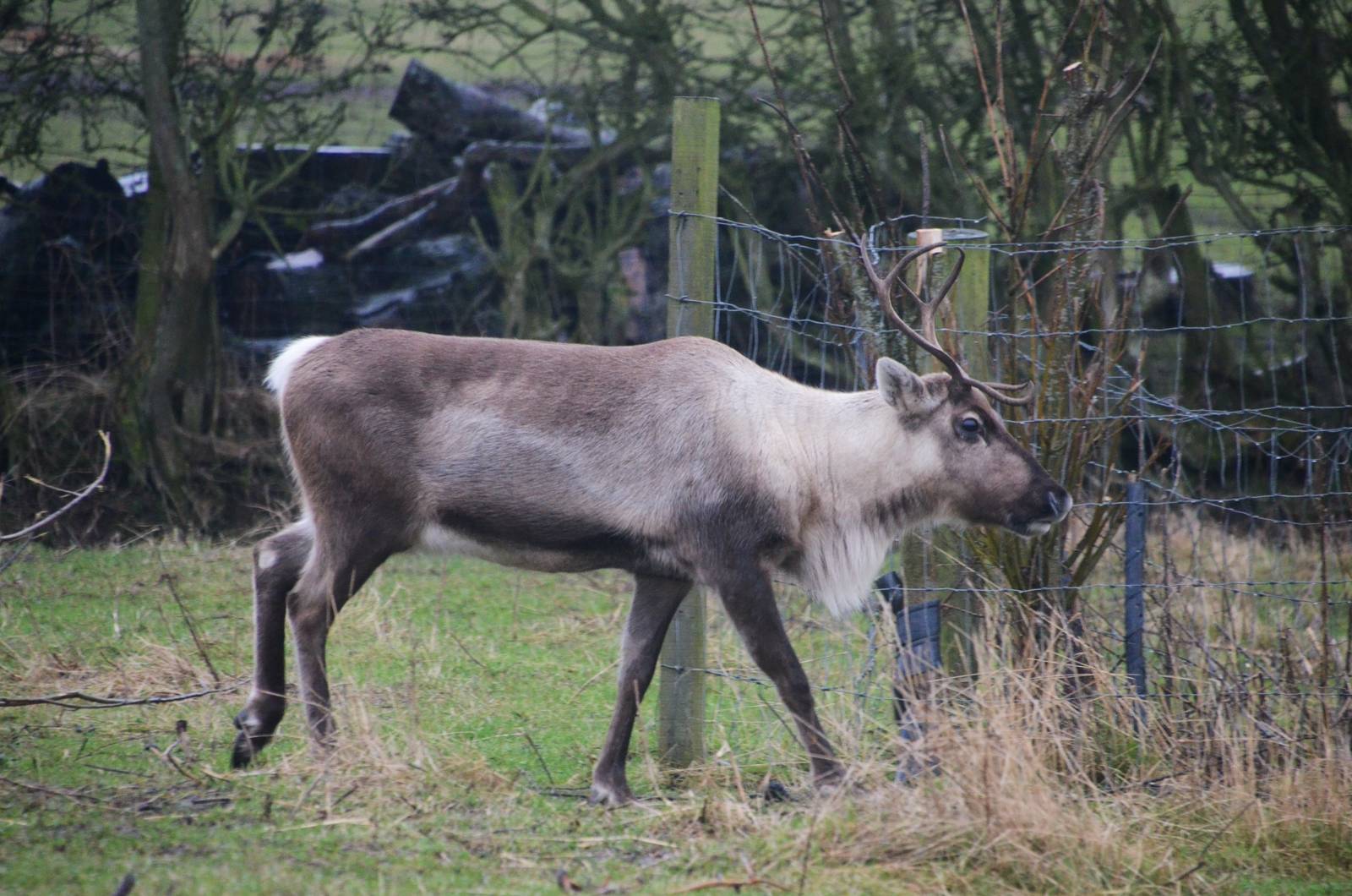 Domestic Reindeer at the Scottish Deer Centre, 06/02/16