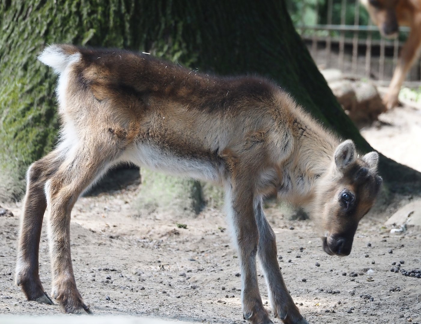 Domestic reindeer calf (Rangifer tarandus domesticus), 2024-06-08