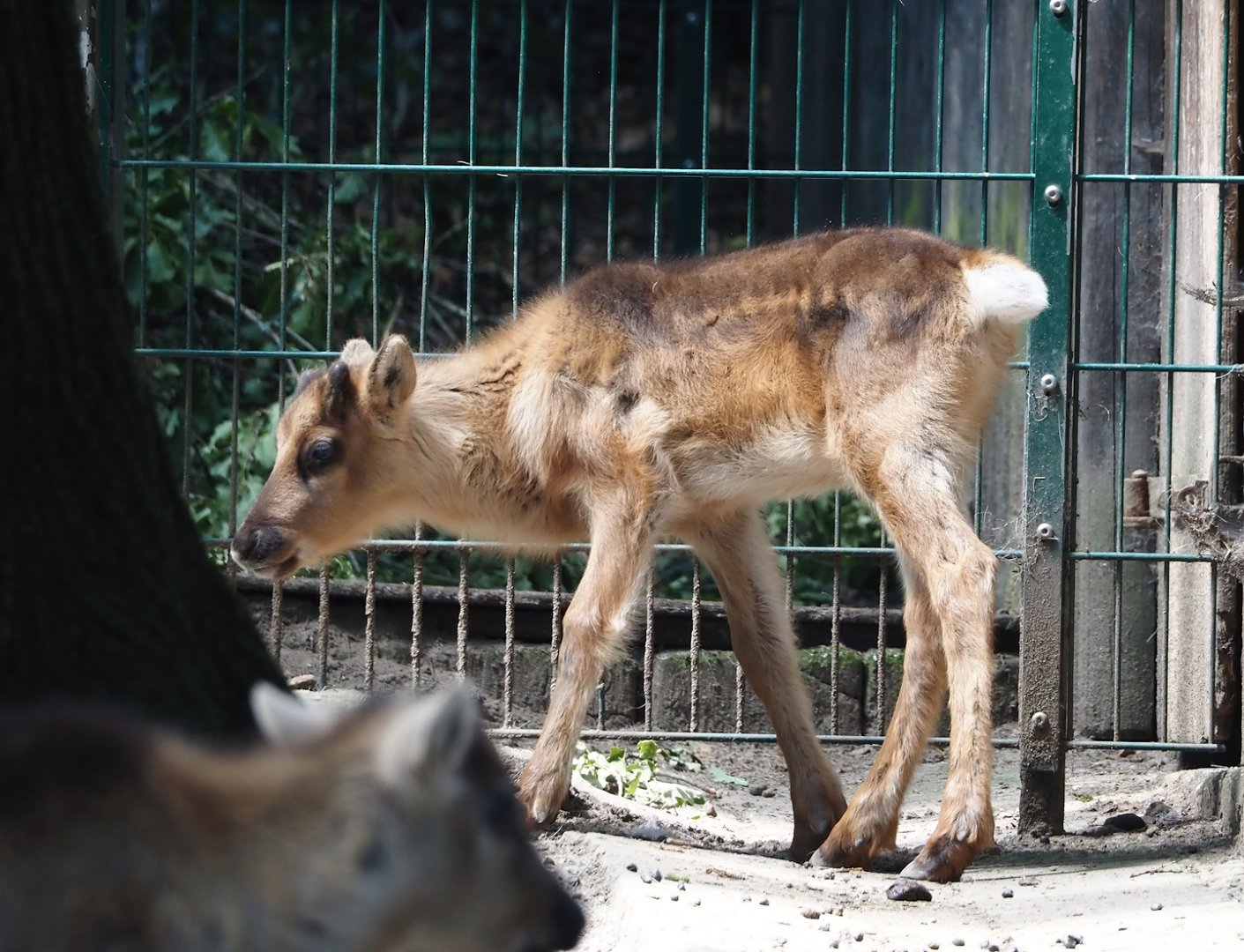 Domestic reindeer calf (Rangifer tarandus domesticus), 2024-06-08