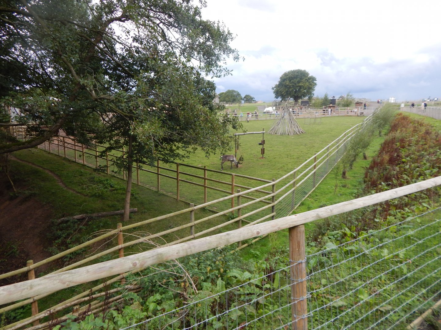 Domestic reindeer enclosure 130925