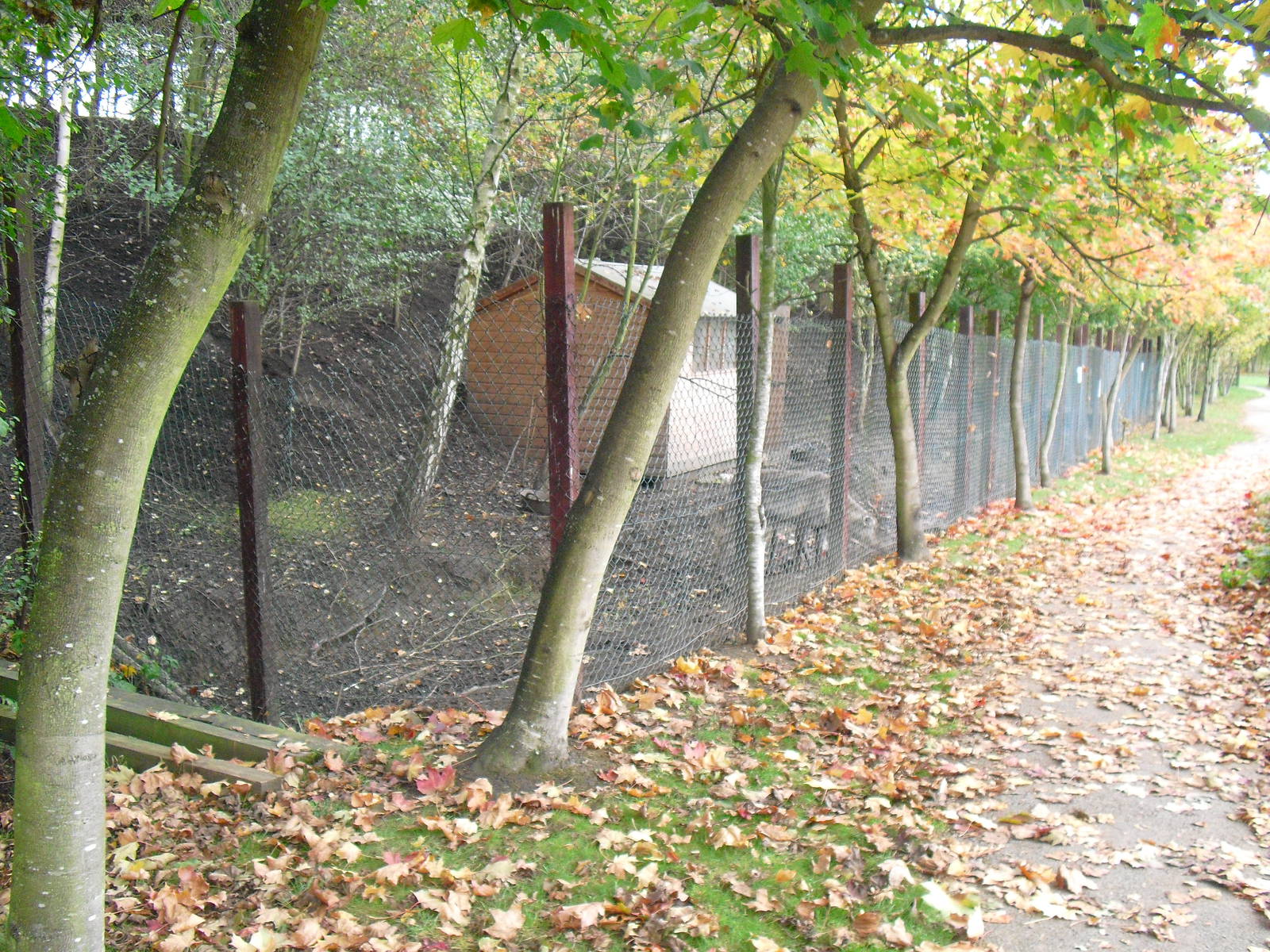 Domestic Reindeer Enclosure - 16/10/2011