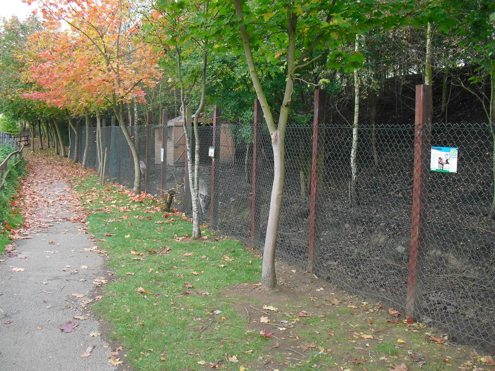 Domestic Reindeer Enclosure - 16/10/2011