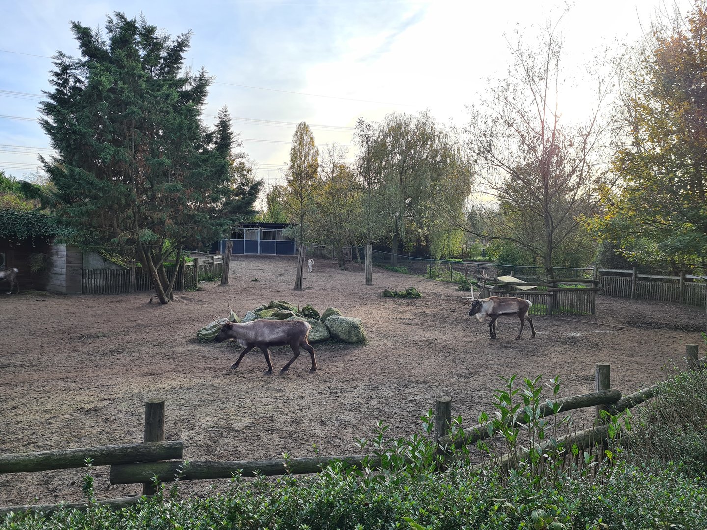 Domestic reindeer enclosure