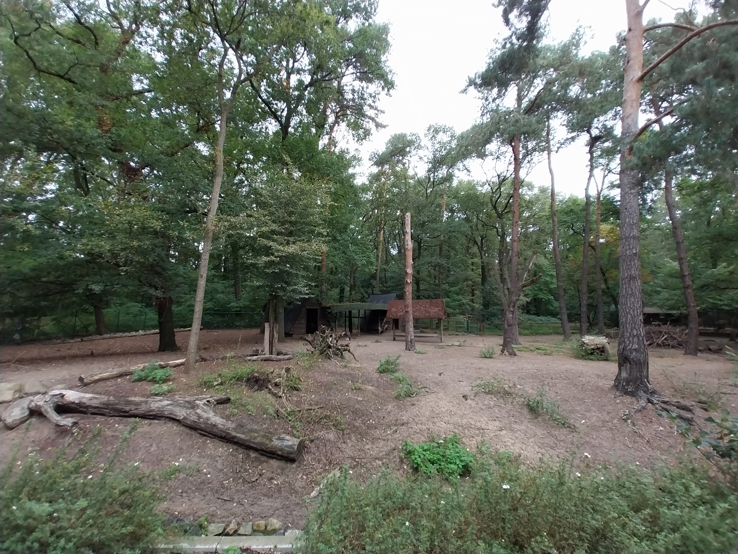 Domestic Reindeer enclosure