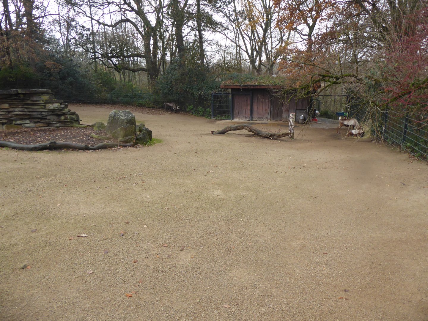 Domestic reindeer exhibit 021219