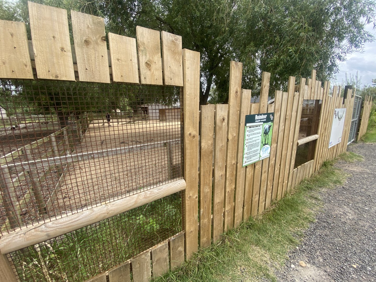 Domestic reindeer exhibit 040824