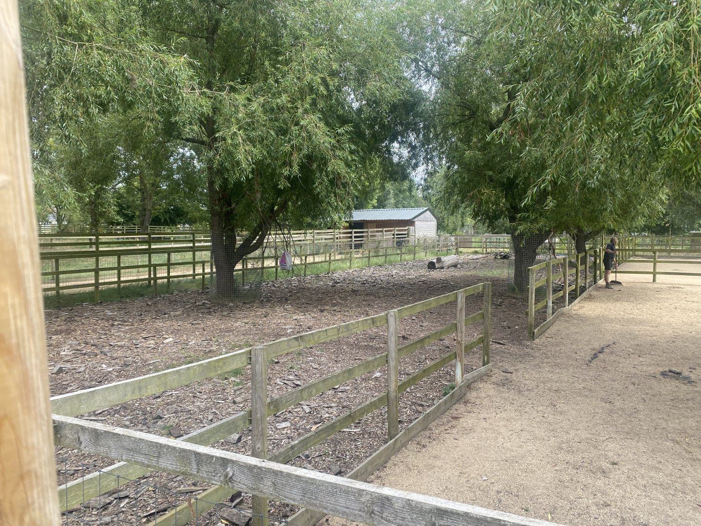 Domestic reindeer exhibit 040824