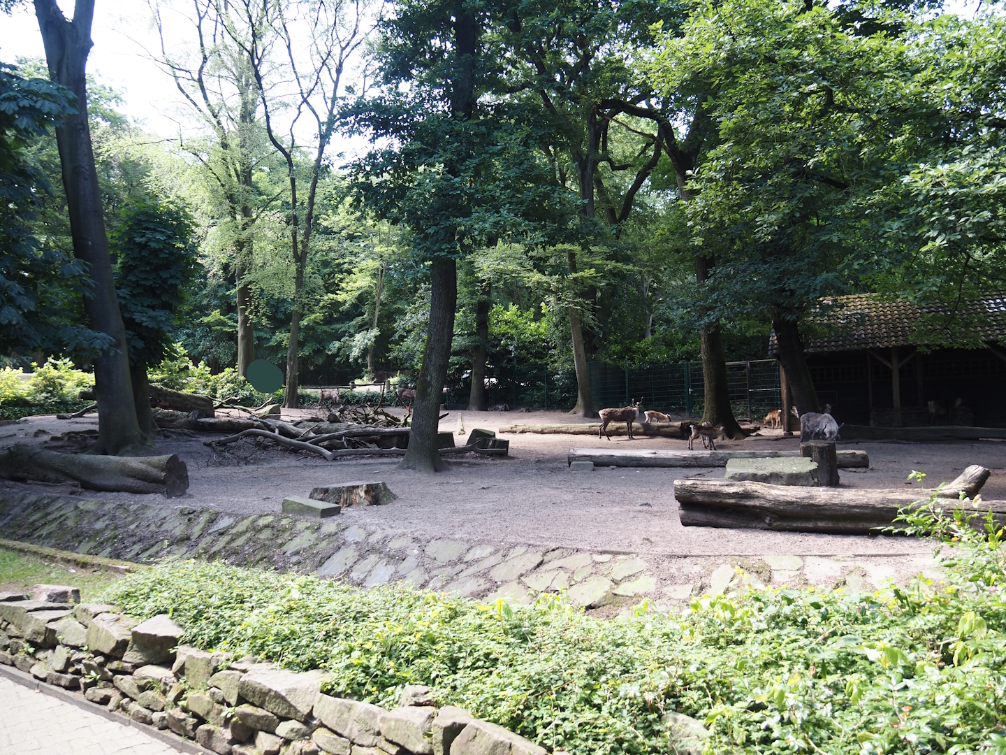 Domestic reindeer exhibit, 2024-06-08