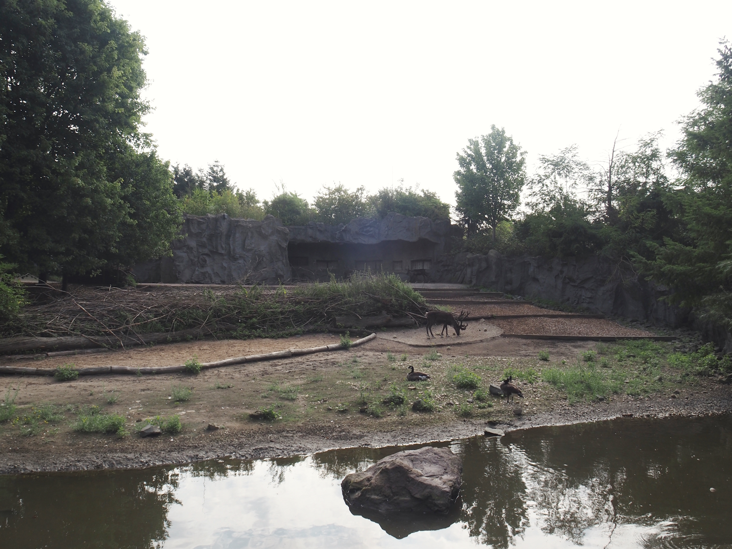 Domestic reindeer exhibit, 2024-08-05
