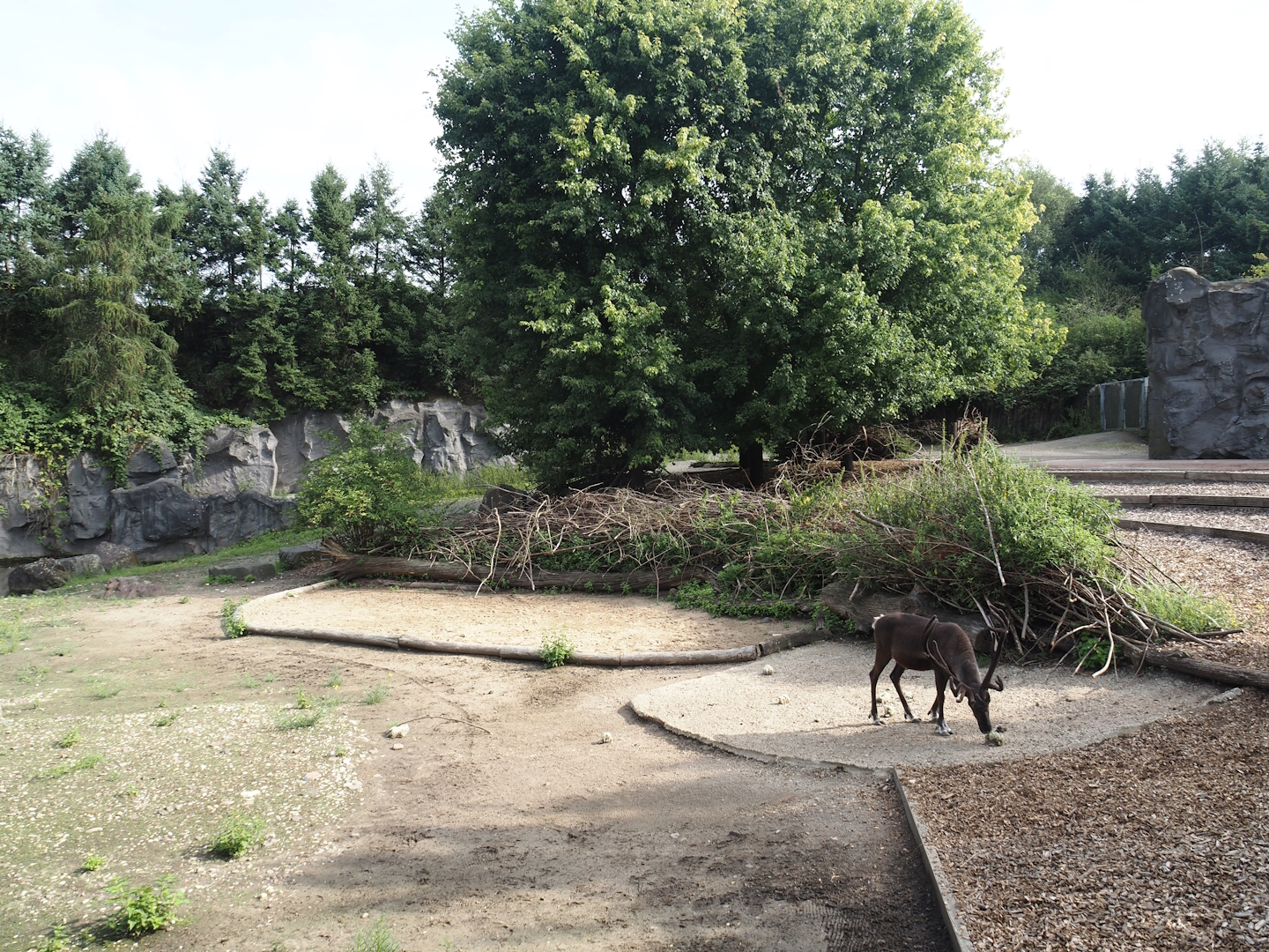 Domestic reindeer exhibit, 2024-08-05