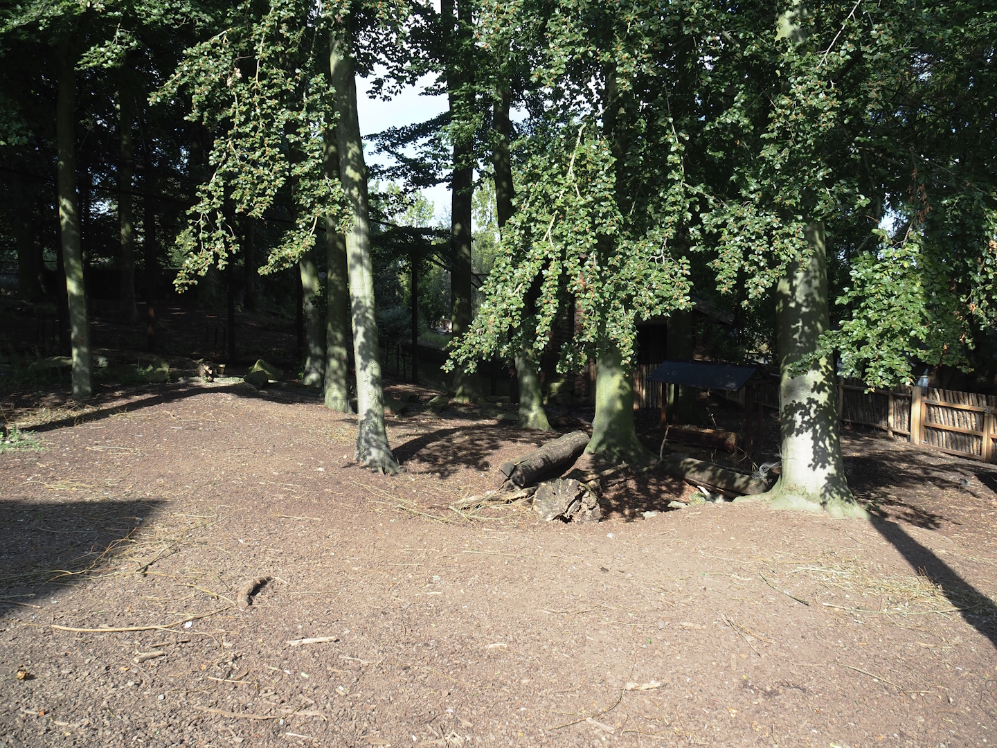 Domestic reindeer exhibit, 2024-09-17